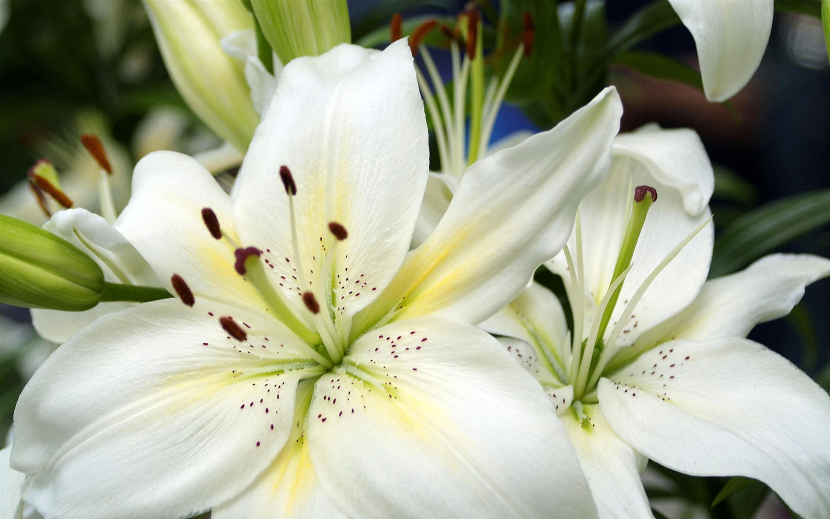 fleurs fond d'écran Widescreen close-up #22 - 1680x1050