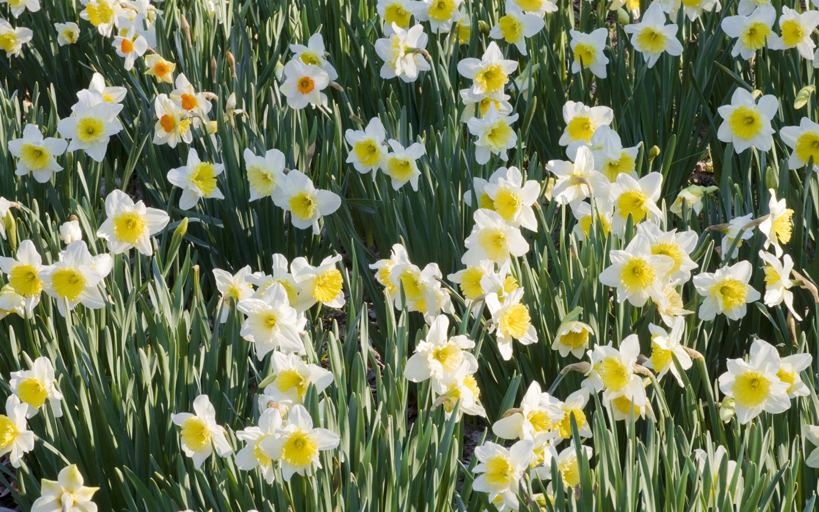 fleurs fond d'écran Widescreen close-up #24 - 1680x1050