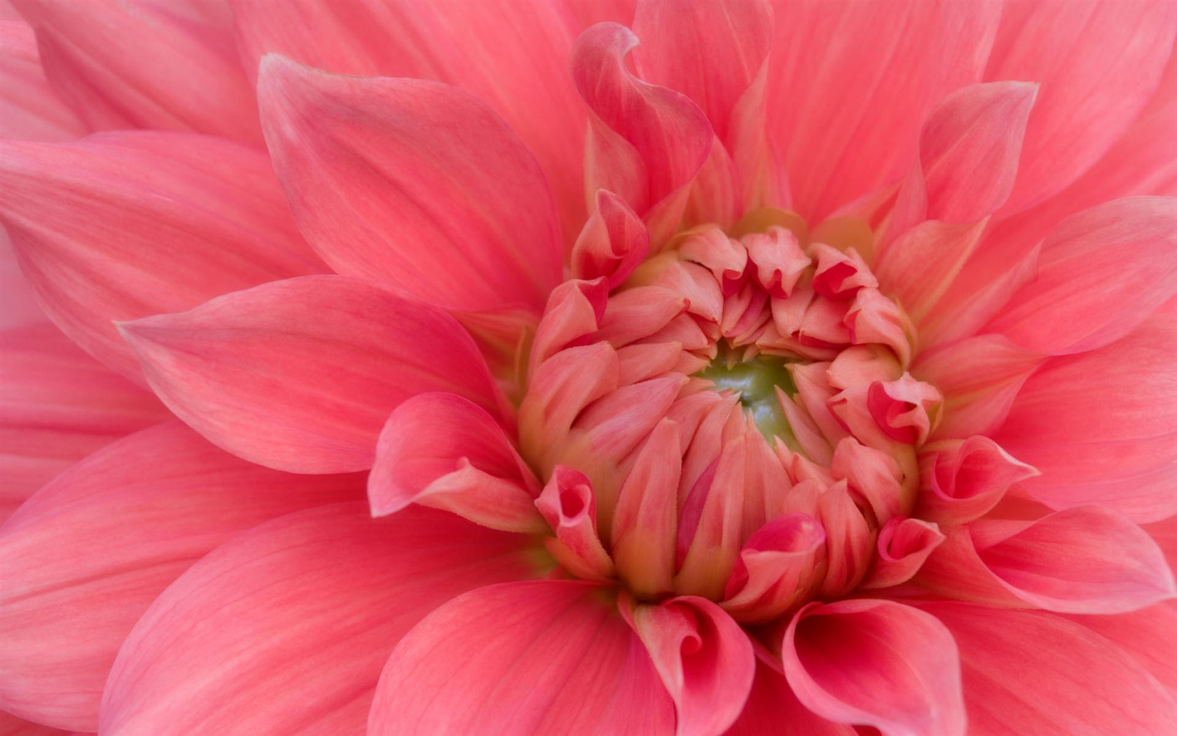 fleurs fond d'écran Widescreen close-up #26 - 1680x1050