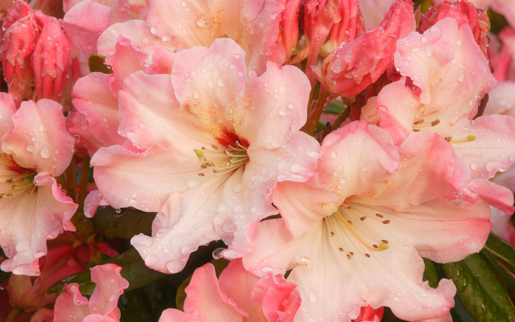 fleurs fond d'écran Widescreen close-up #35 - 1680x1050