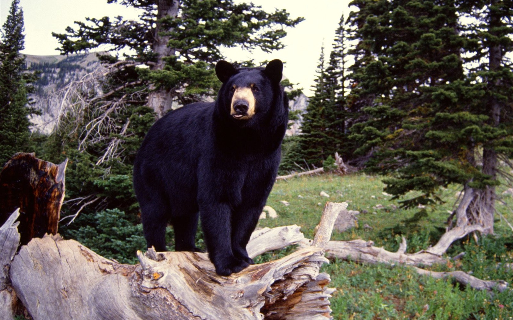 Bear Tapety Album #3 - 1680x1050