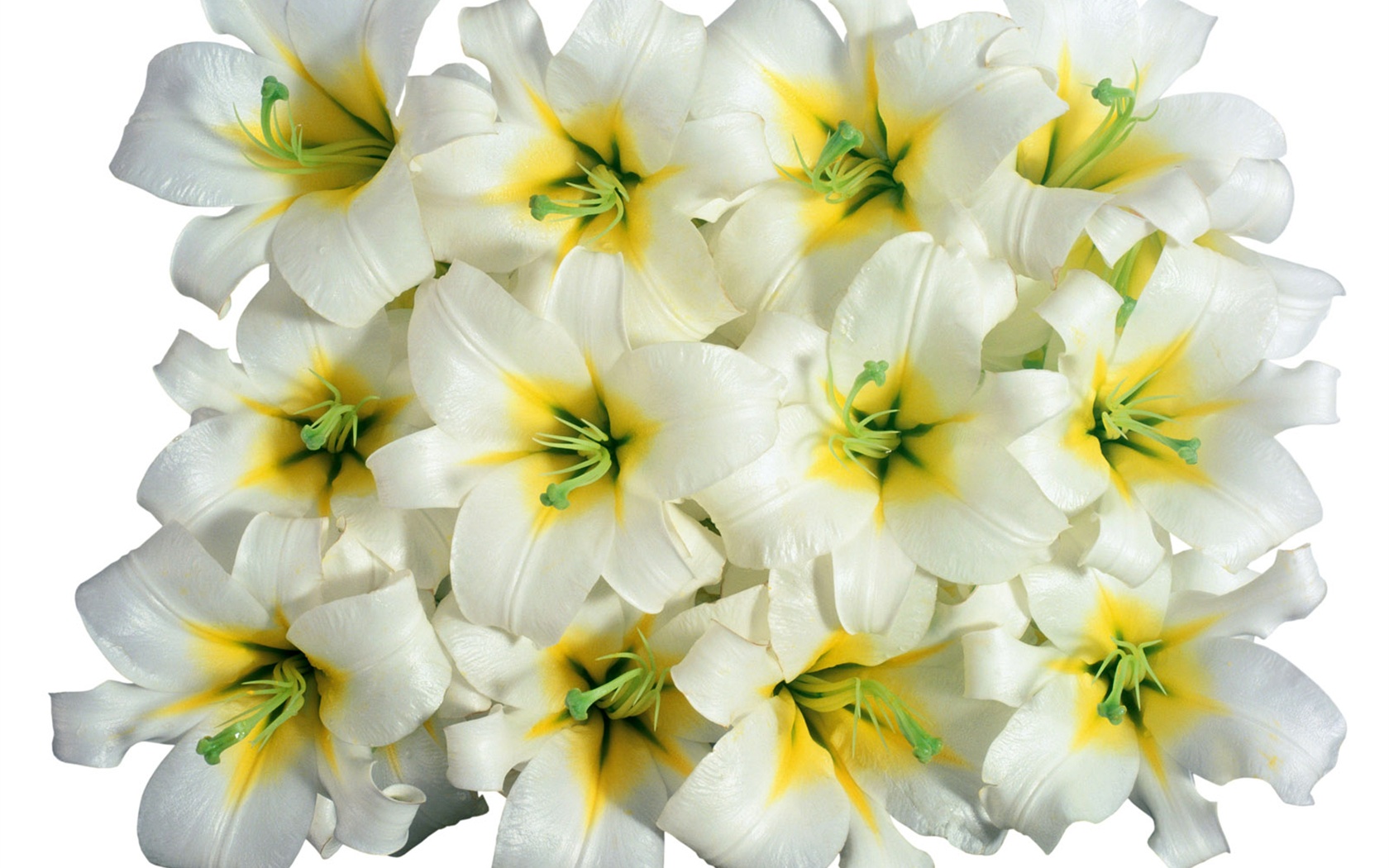 눈같이 흰 꽃 벽지 #3 - 1680x1050