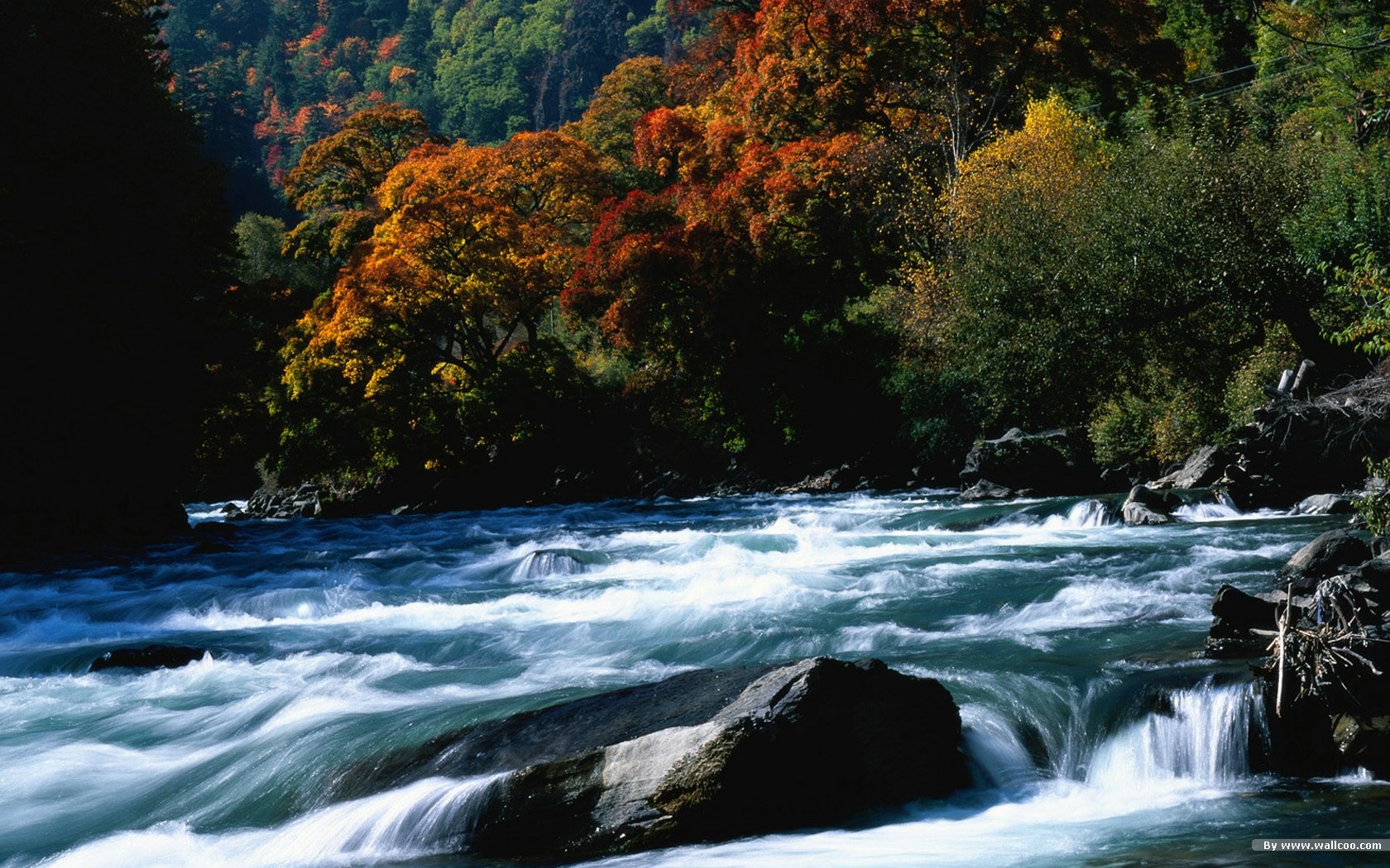 The autumn forest wallpaper #11 - 1680x1050