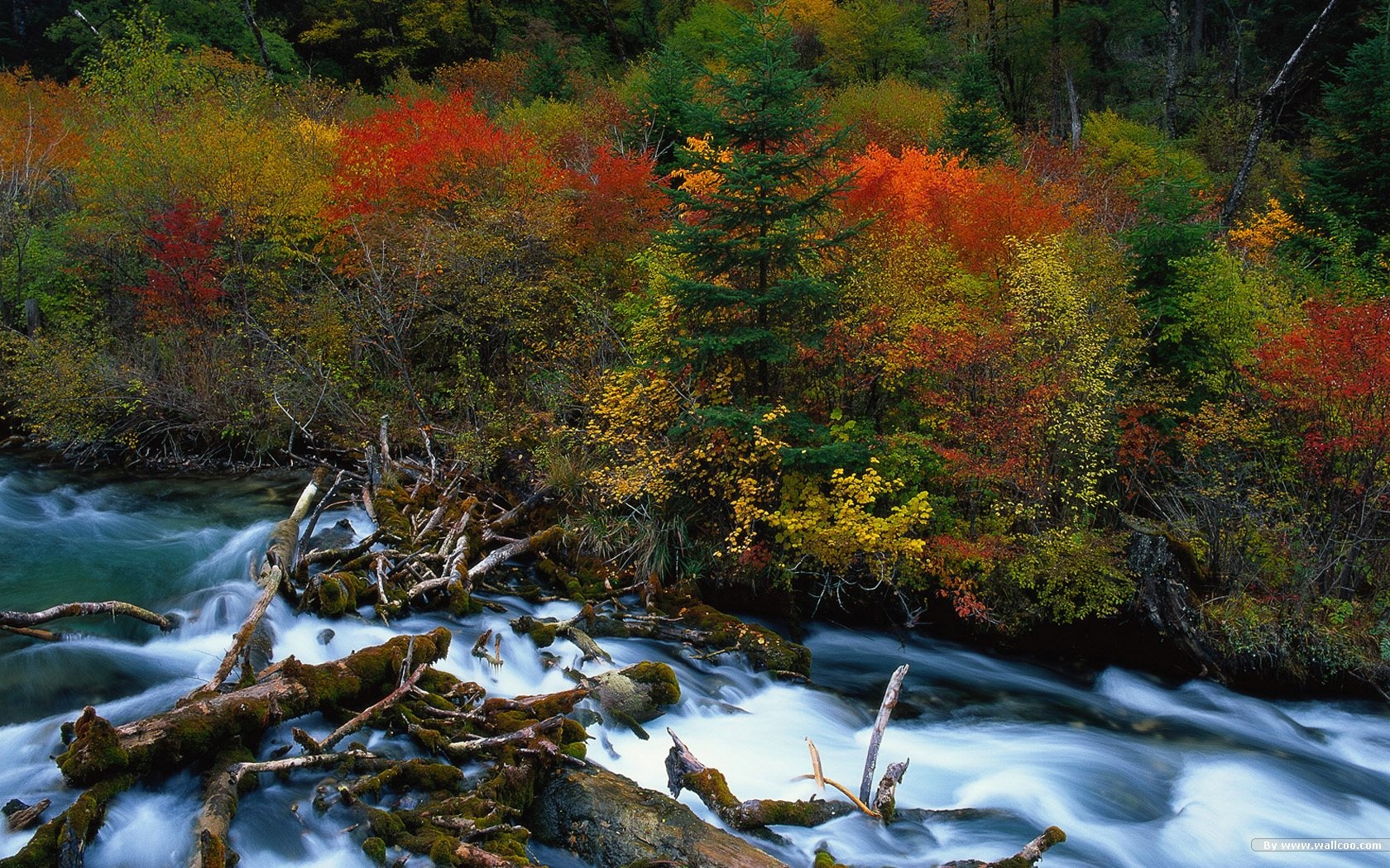 El fondo de pantalla bosque del otoño #20 - 1680x1050