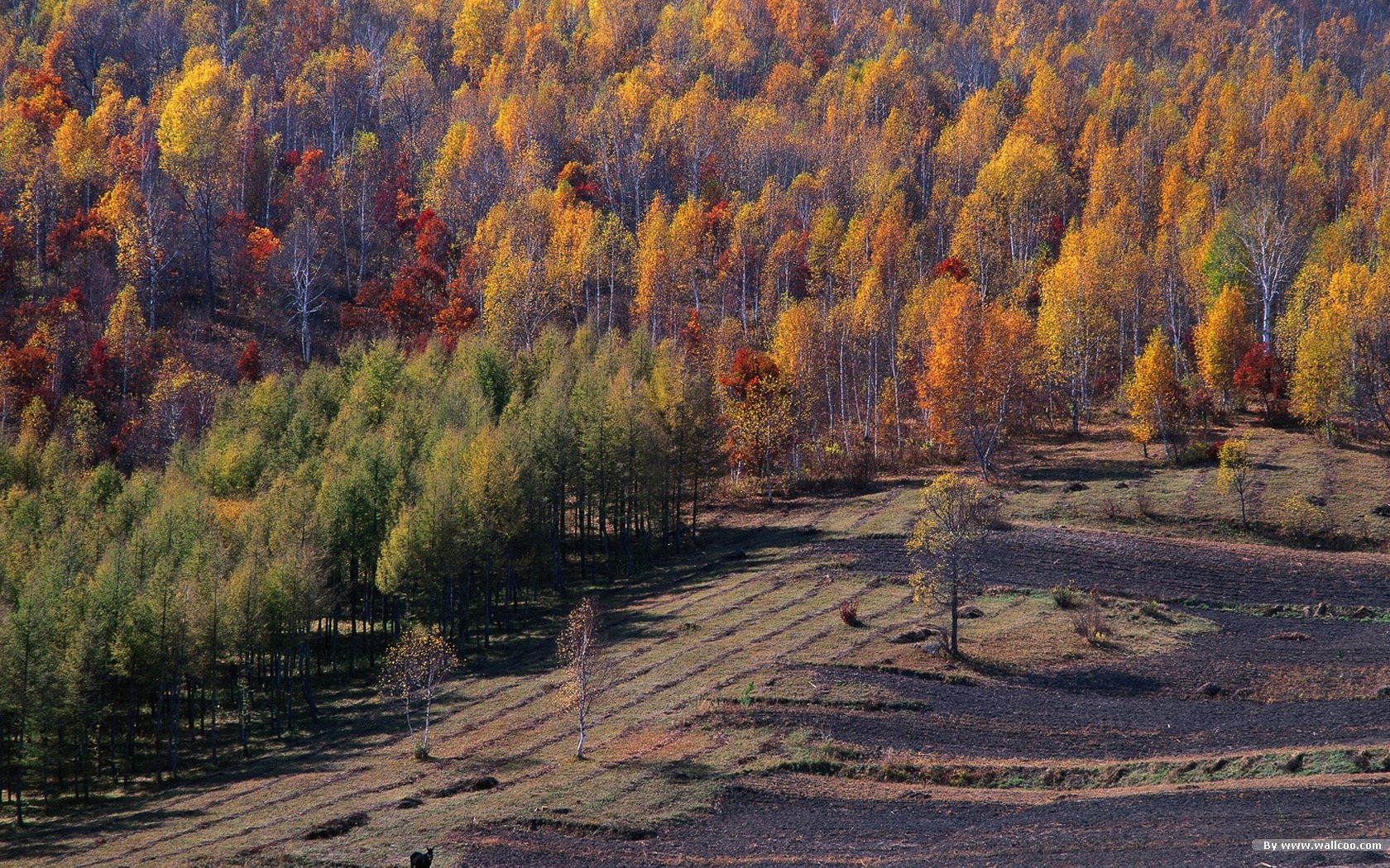 El fondo de pantalla bosque del otoño #23 - 1680x1050