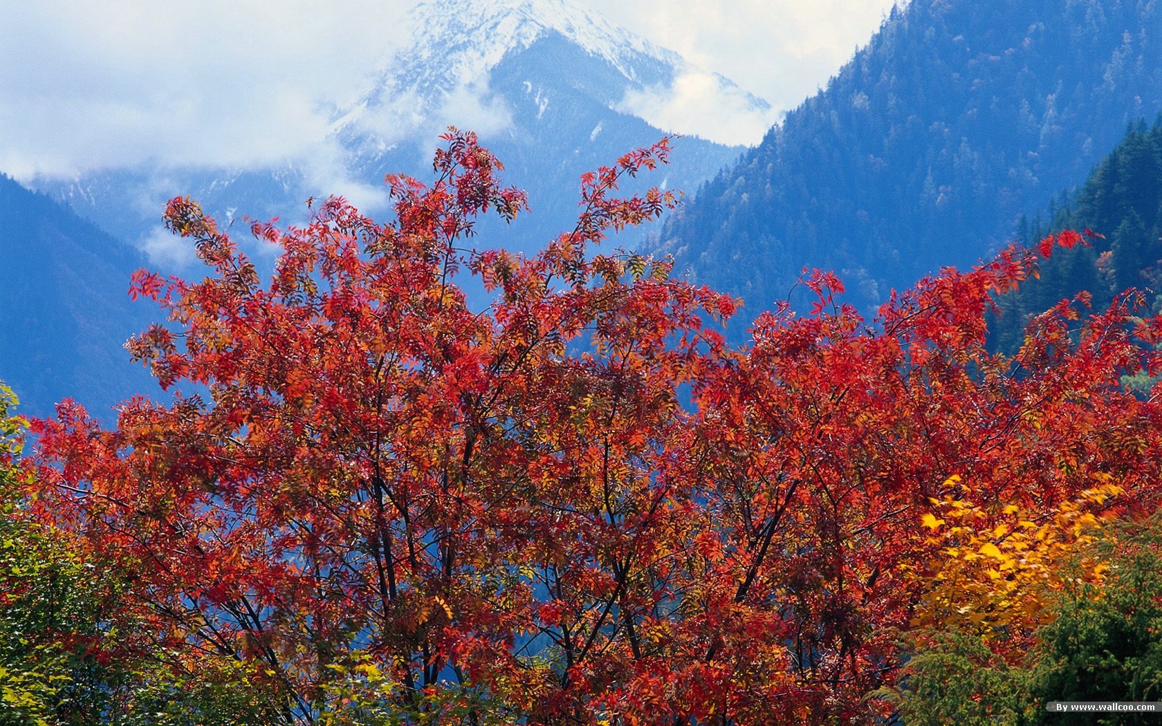 The autumn forest wallpaper #31 - 1680x1050