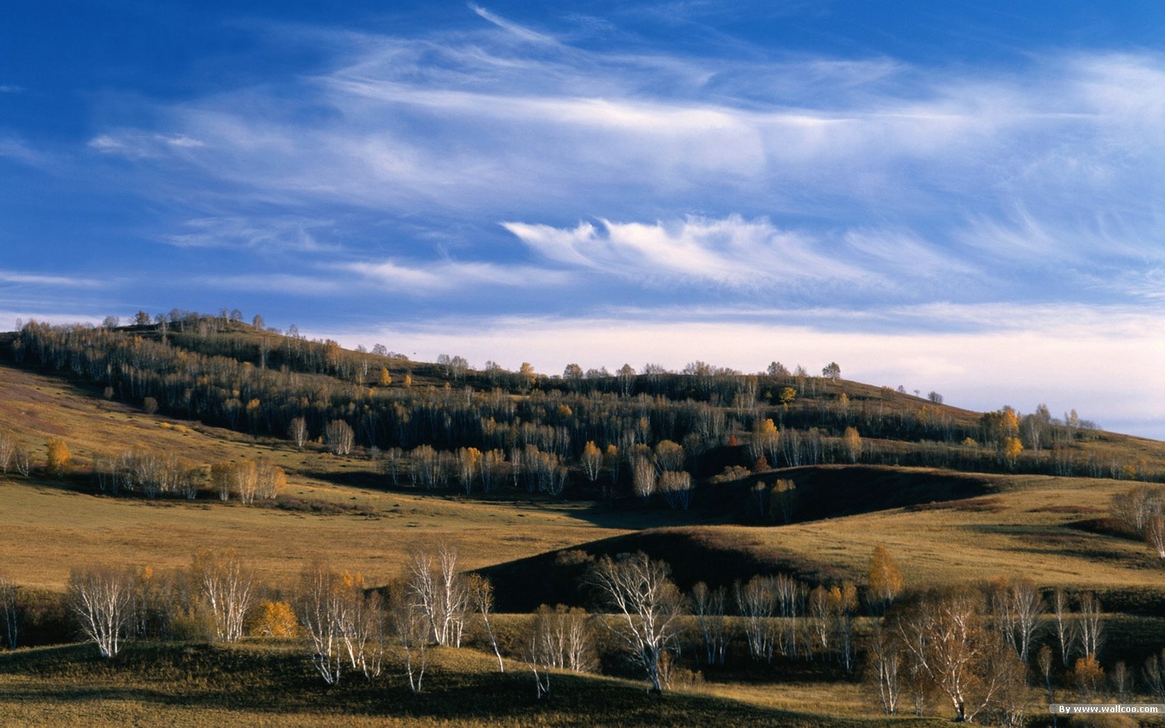 El fondo de pantalla bosque del otoño #32 - 1680x1050