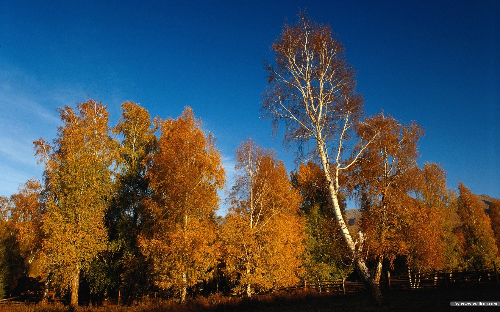 El fondo de pantalla bosque del otoño #39 - 1680x1050