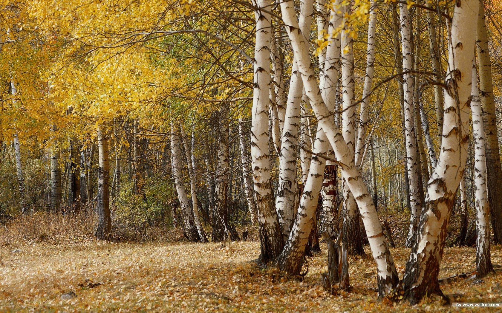 El fondo de pantalla bosque del otoño #41 - 1680x1050
