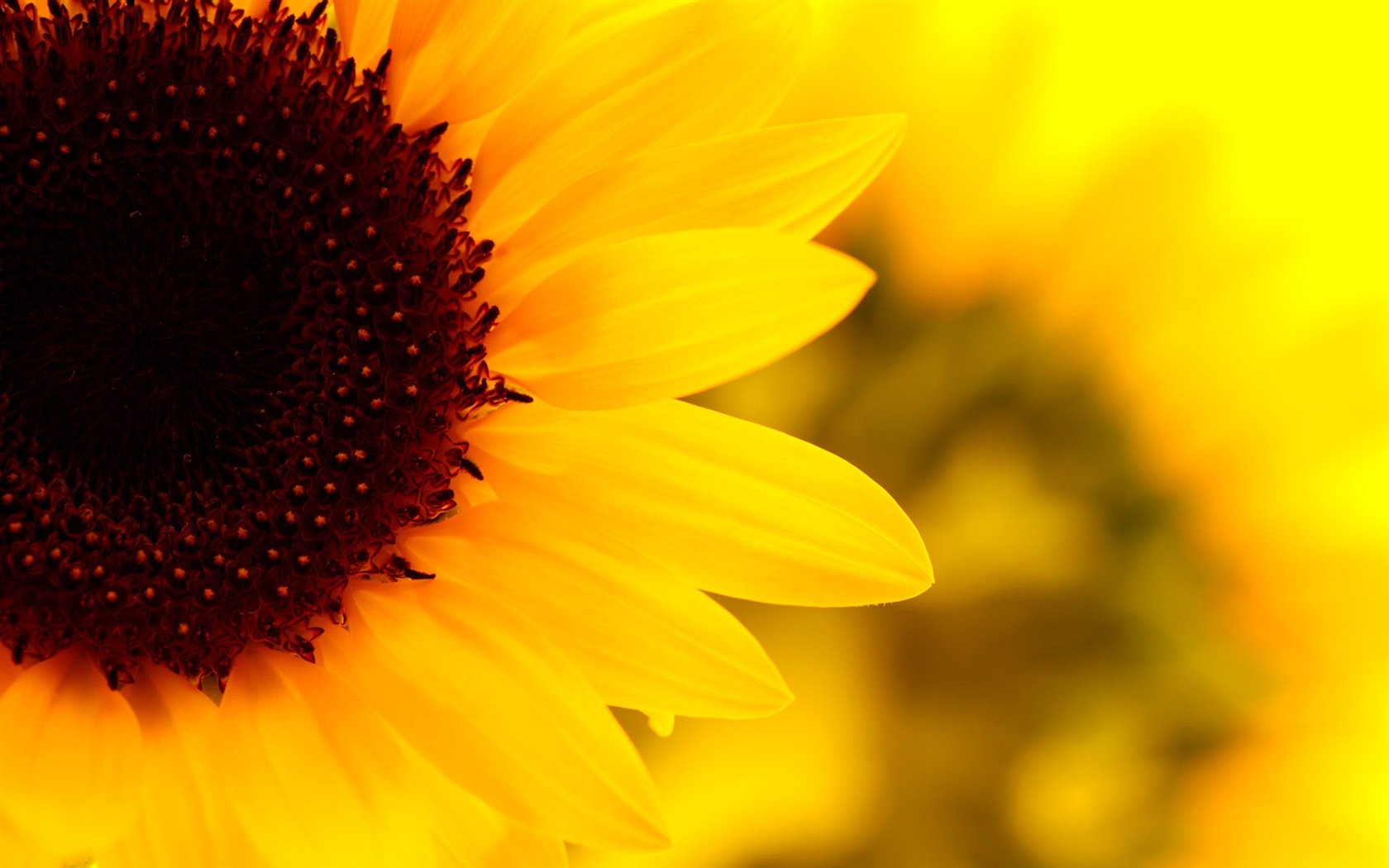 Sunny photo de tournesol HD Wallpapers #10 - 1680x1050