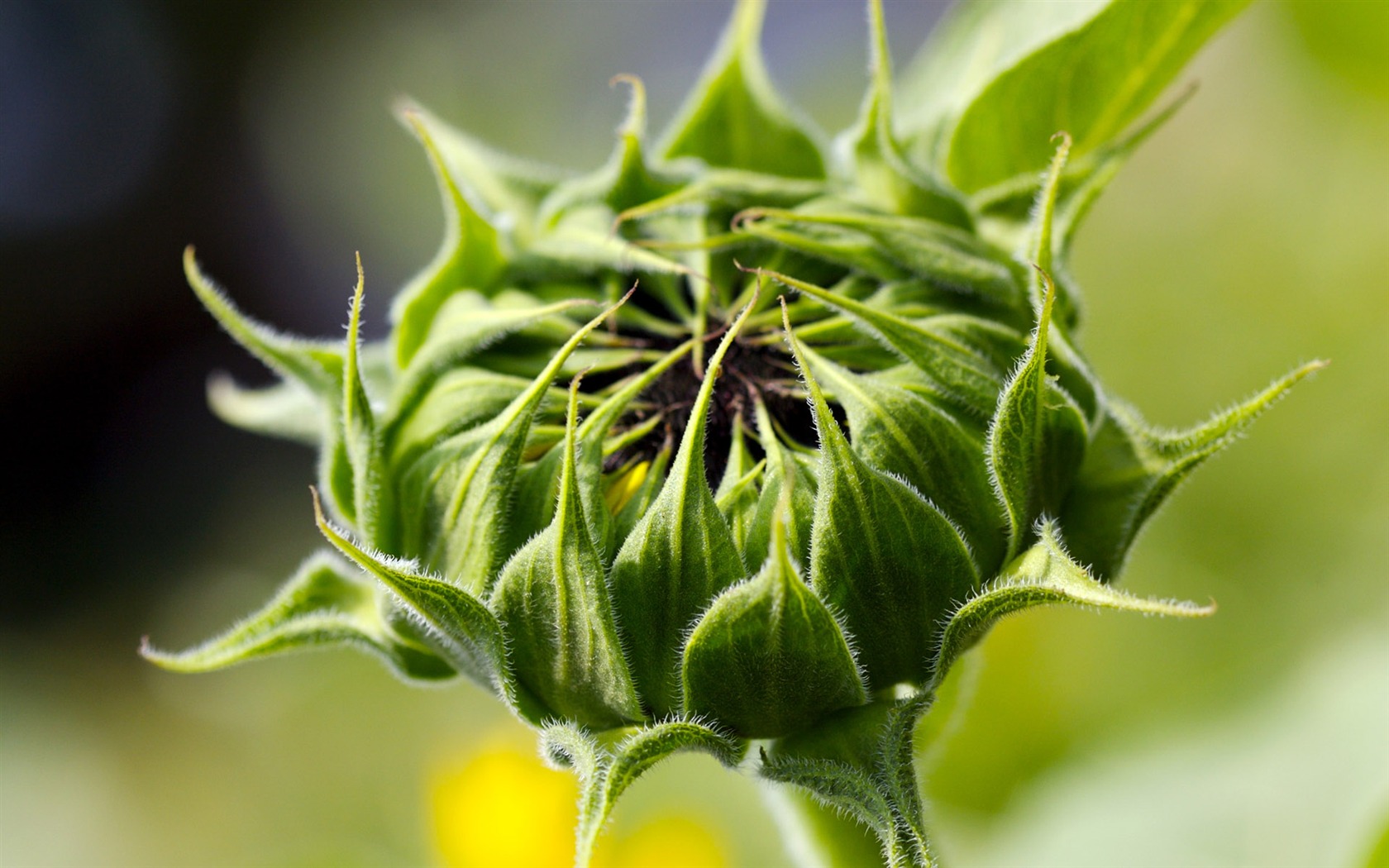 Sunny sunflower photo HD Wallpapers #19 - 1680x1050