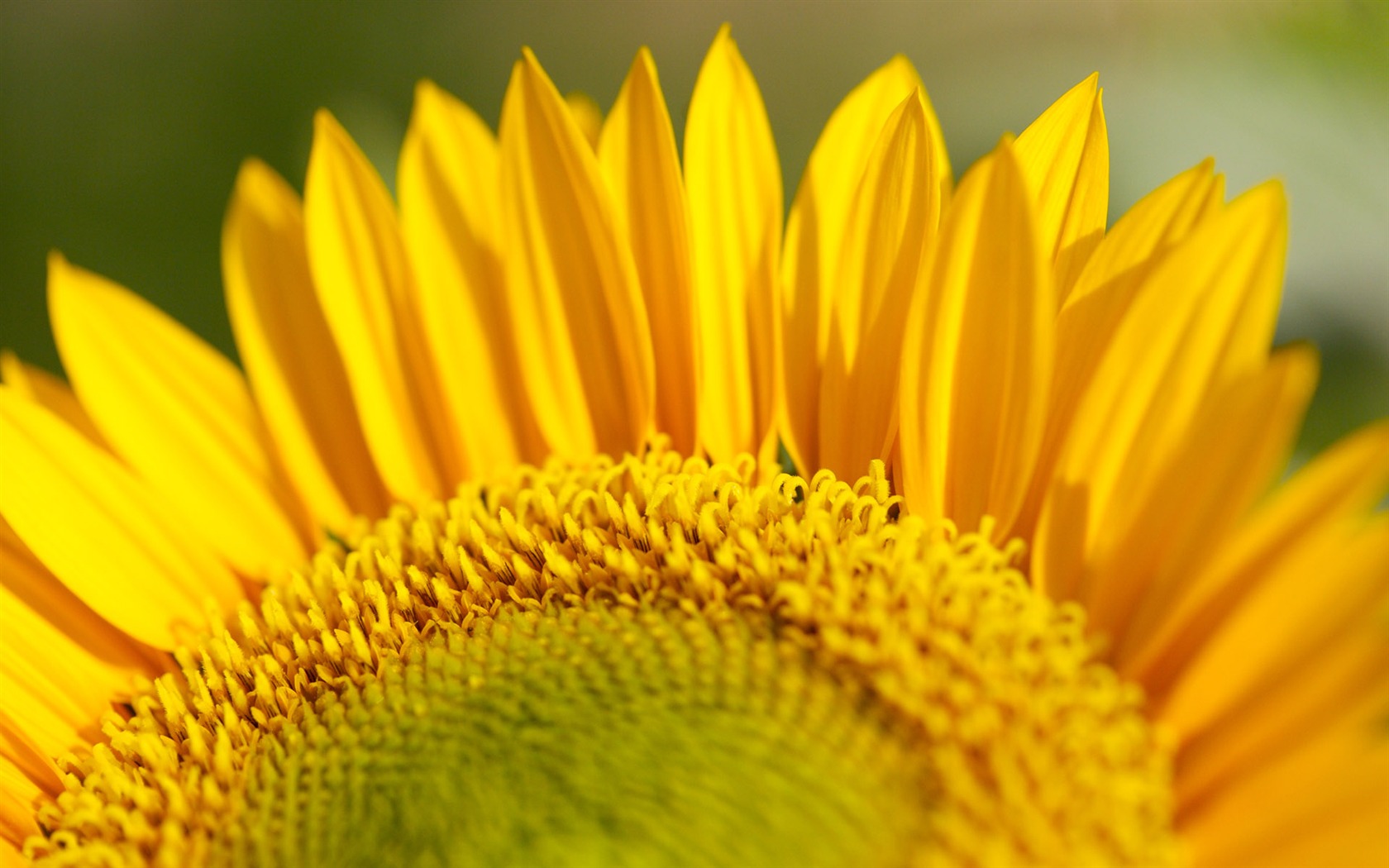 Sunny slunečnice foto HD Tapety na plochu #29 - 1680x1050