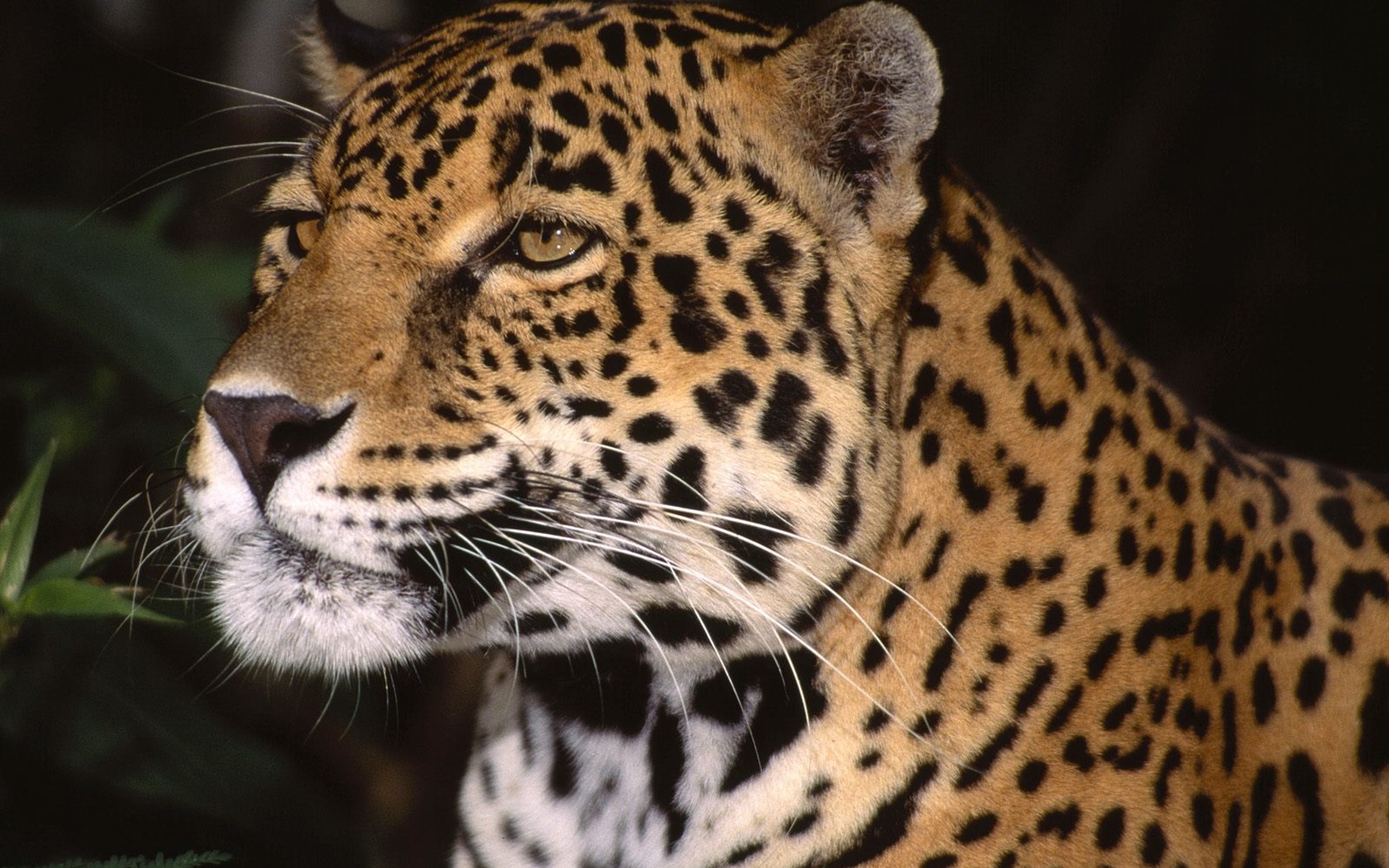 Webshots Animal Wallpapers (1) #1 - 1680x1050