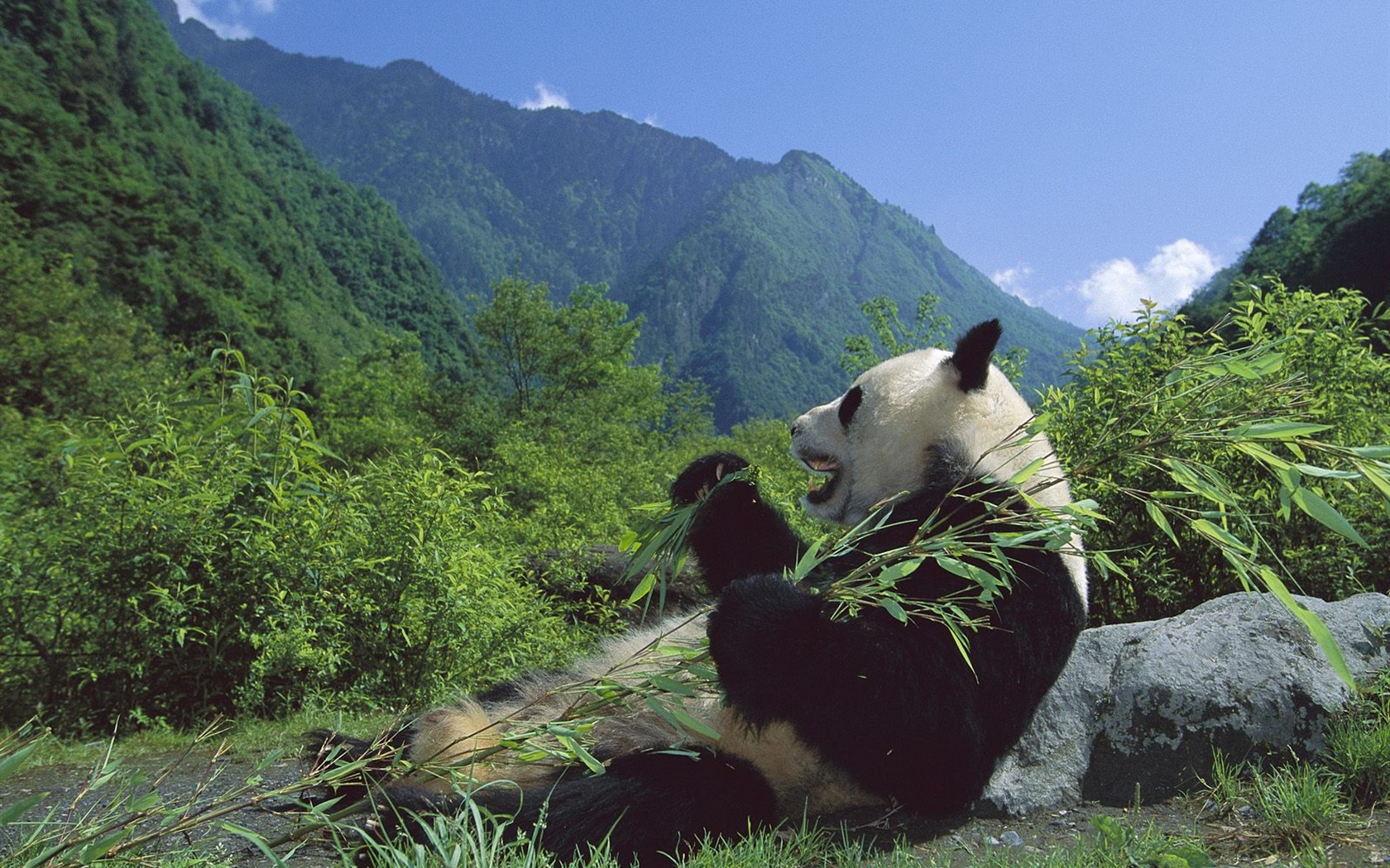Webshots Animal Wallpapers (1) #6 - 1680x1050