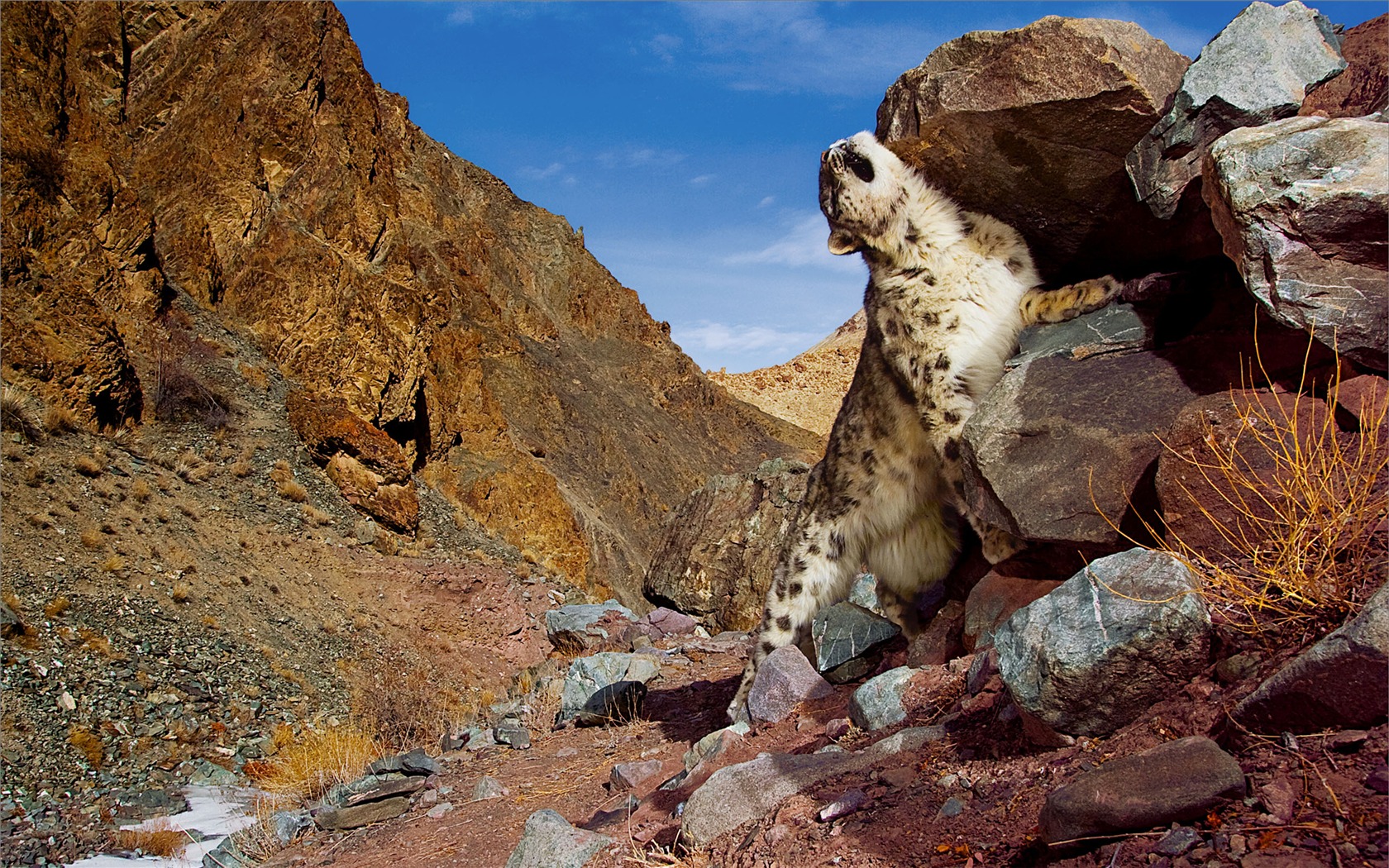 Apple Snow Leopard wallpaper par défaut plein #27 - 1680x1050