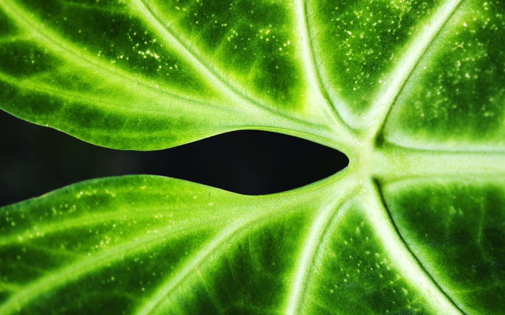 Plants Green Leaf Wallpaper #4 - 1680x1050
