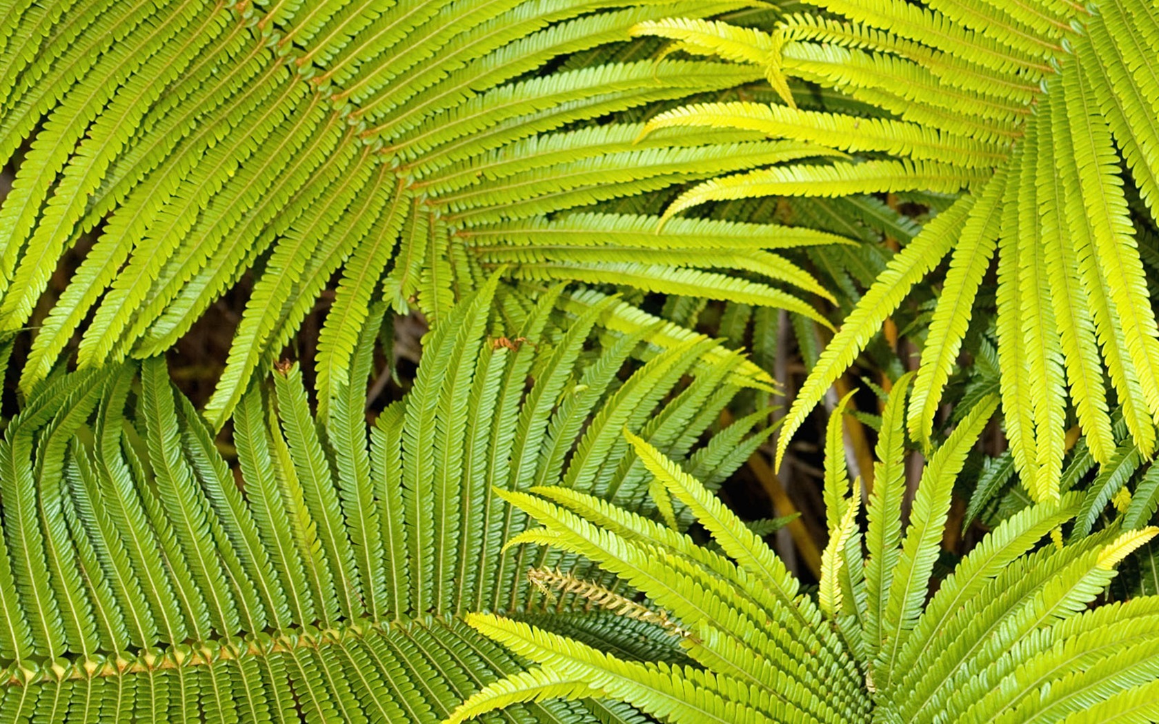 Rostliny zelené listí Tapeta #5 - 1680x1050