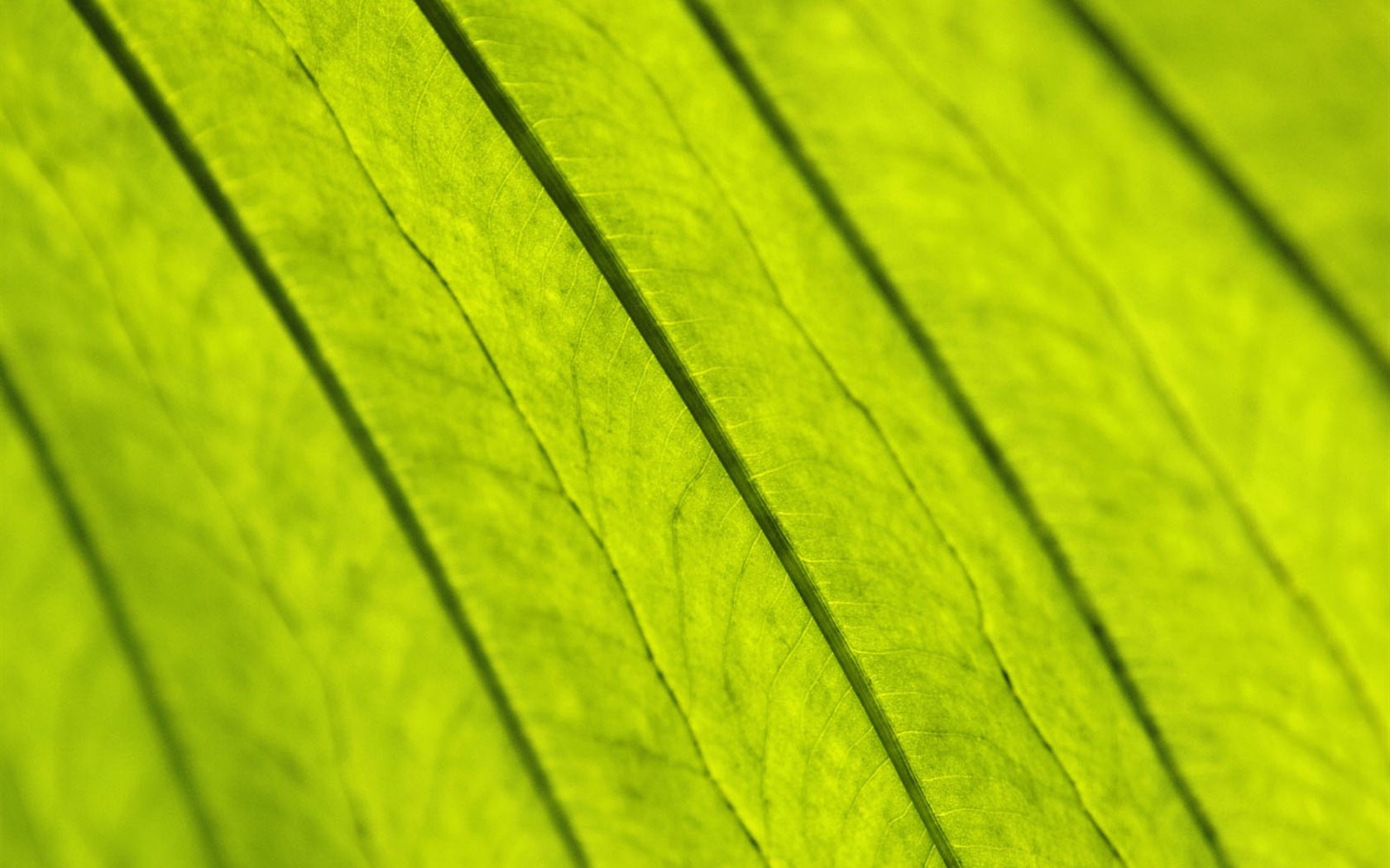 녹색 식물 잎 배경 #12 - 1680x1050