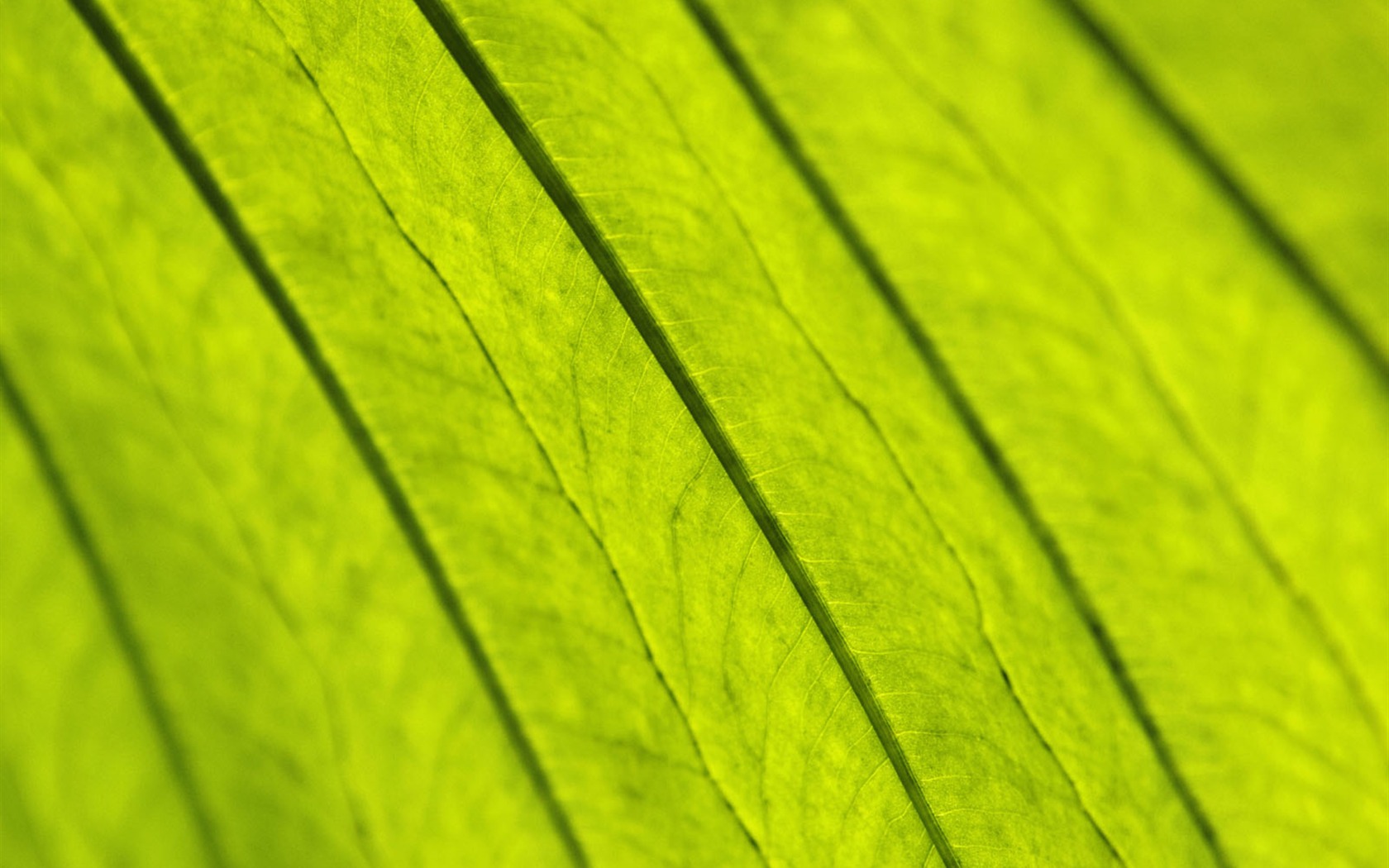 Plants Green Leaf Wallpaper #12 - 1680x1050