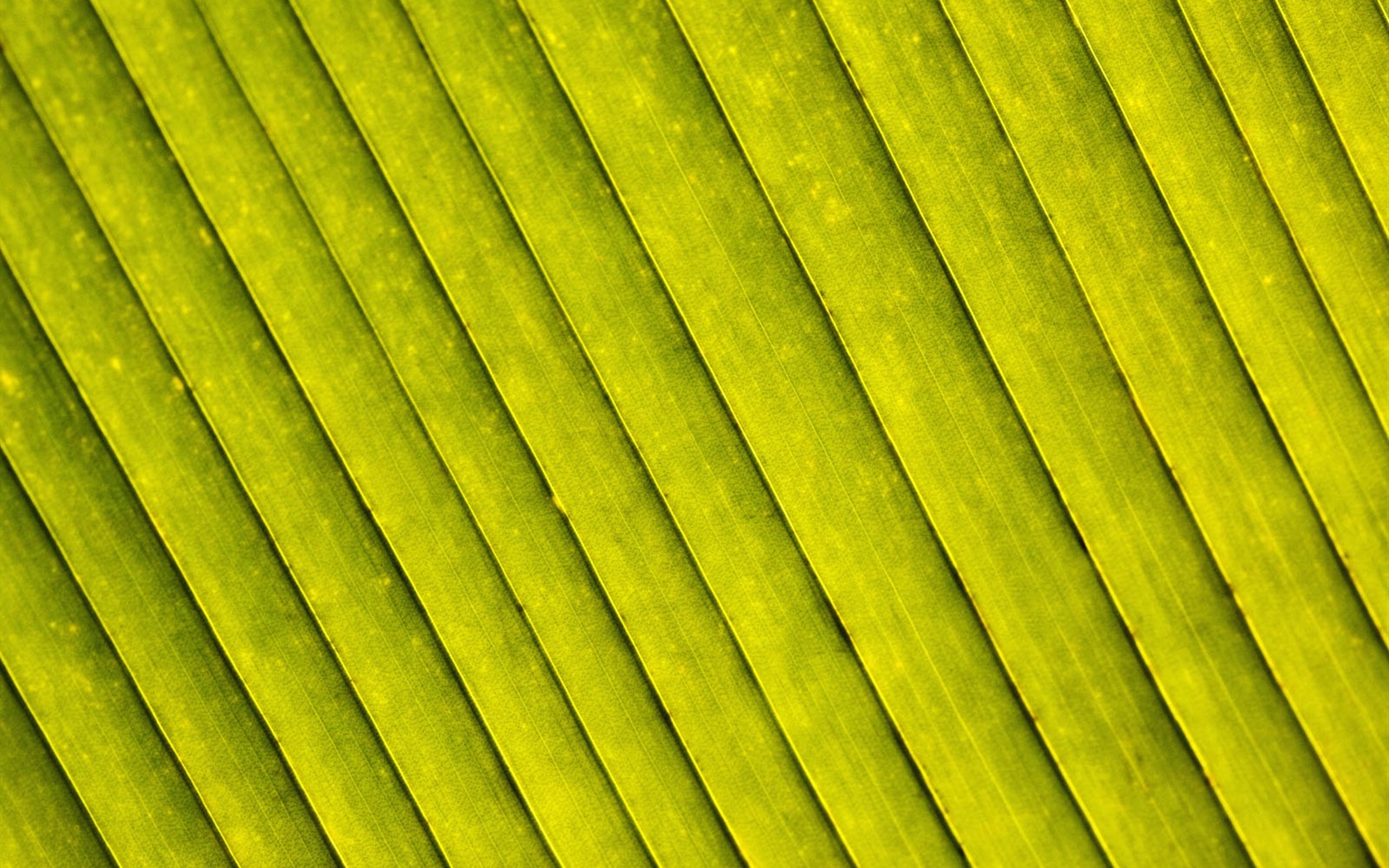 Plants Green Leaf Wallpaper #17 - 1680x1050