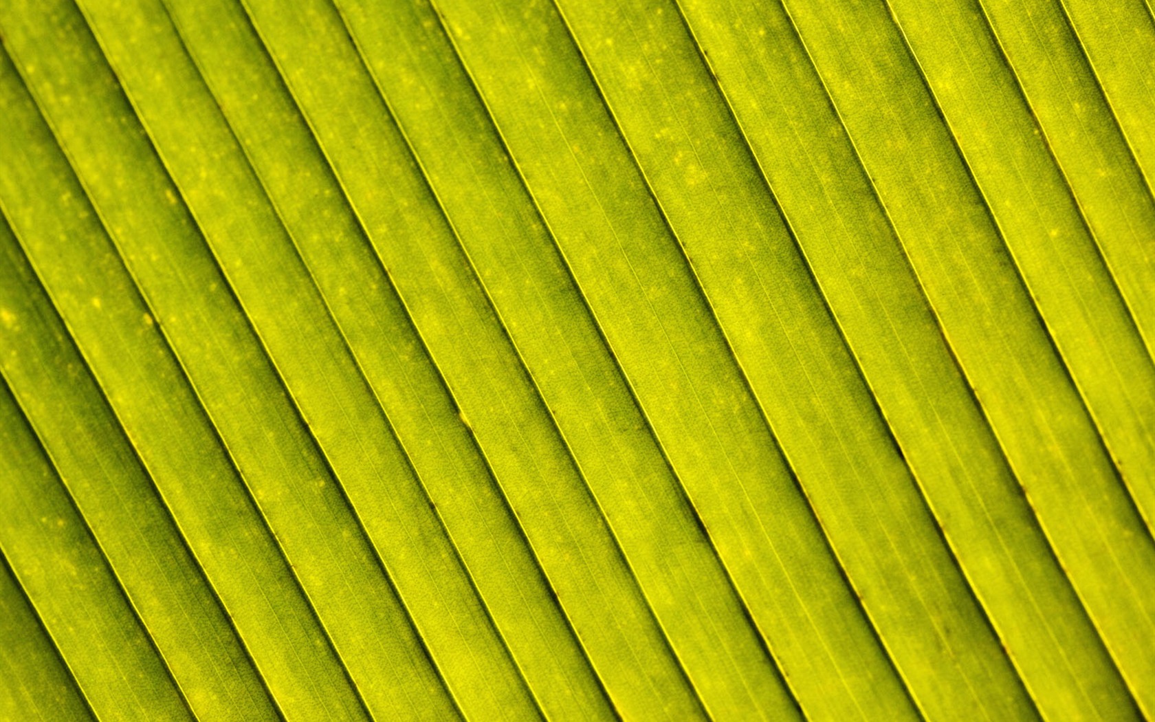 Rostliny zelené listí Tapeta #17 - 1680x1050