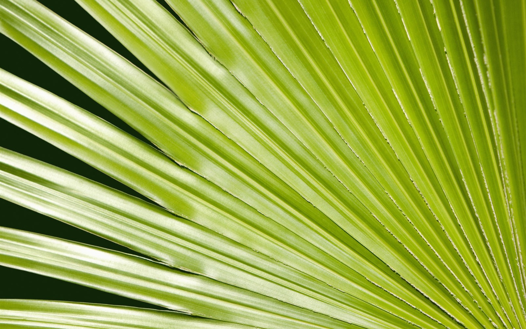 Plants Green Leaf Wallpaper #18 - 1680x1050