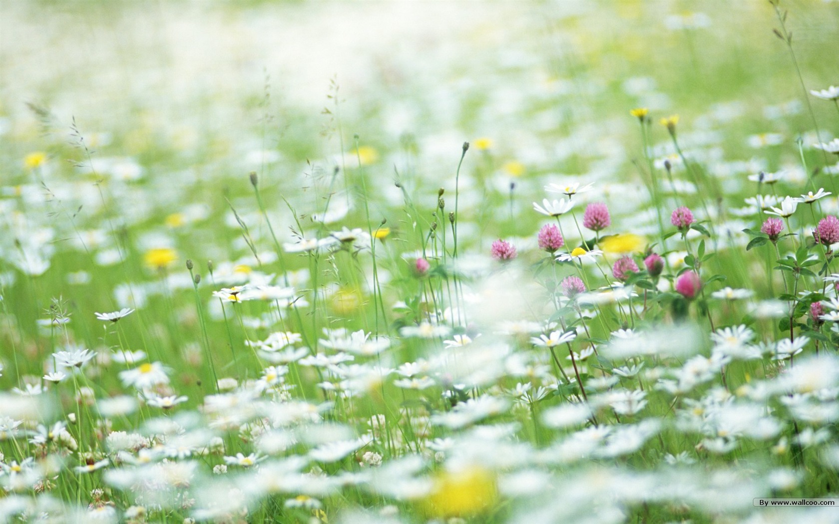 Fresh style Flowers Wallpapers #6 - 1680x1050
