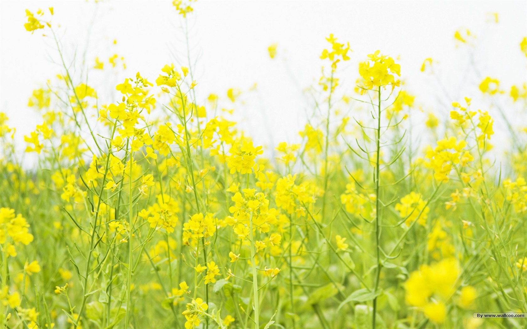 Čerstvé styl květiny Tapety #10 - 1680x1050