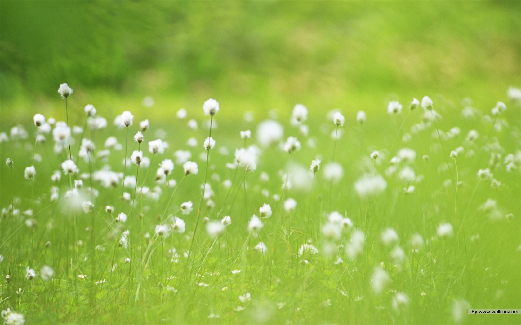 Fresh style Flowers Wallpapers #13 - 1680x1050