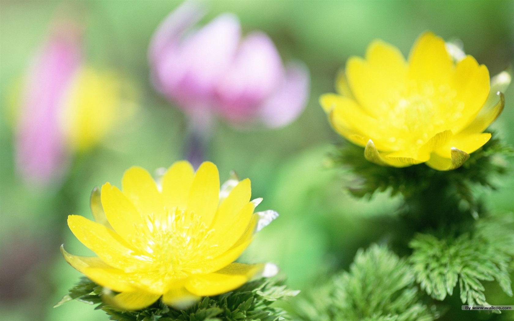 フレッシュスタイルの花の壁紙 #21 - 1680x1050