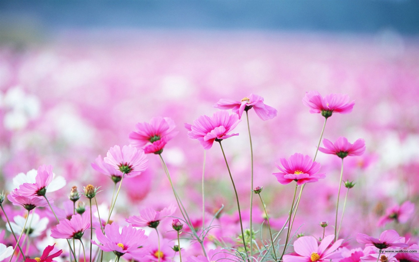 Fresh style Flowers Wallpapers #23 - 1680x1050