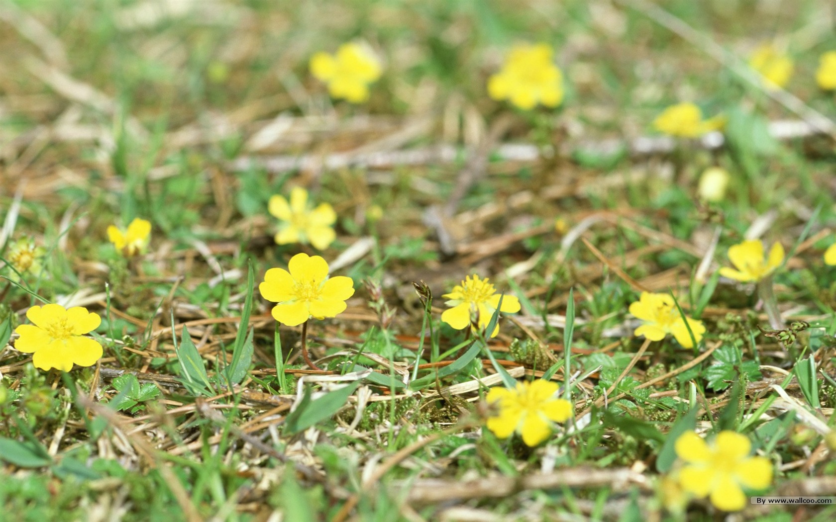 Frais d'écran Fleurs de style #28 - 1680x1050