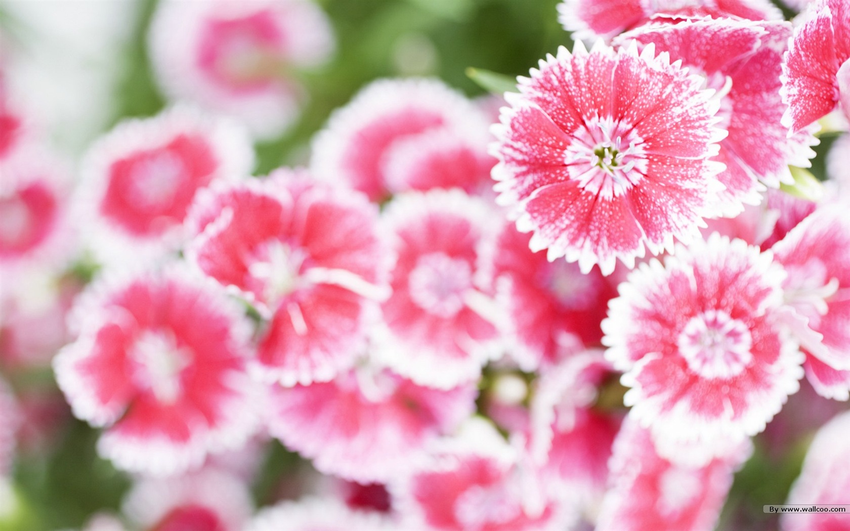Fresh style Flowers Wallpapers #36 - 1680x1050