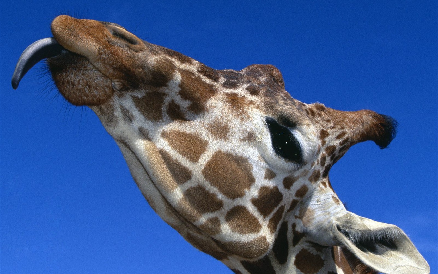 Webshots Animal Wallpapers (2) #14 - 1680x1050