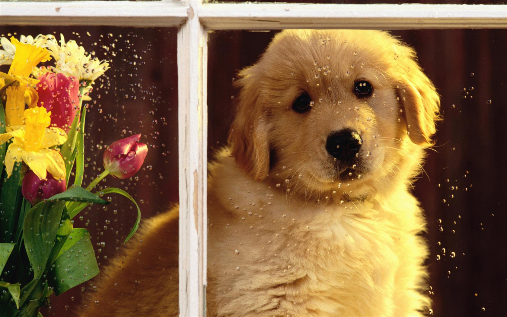 Wallpapers of pet dogs photo #15 - 1680x1050