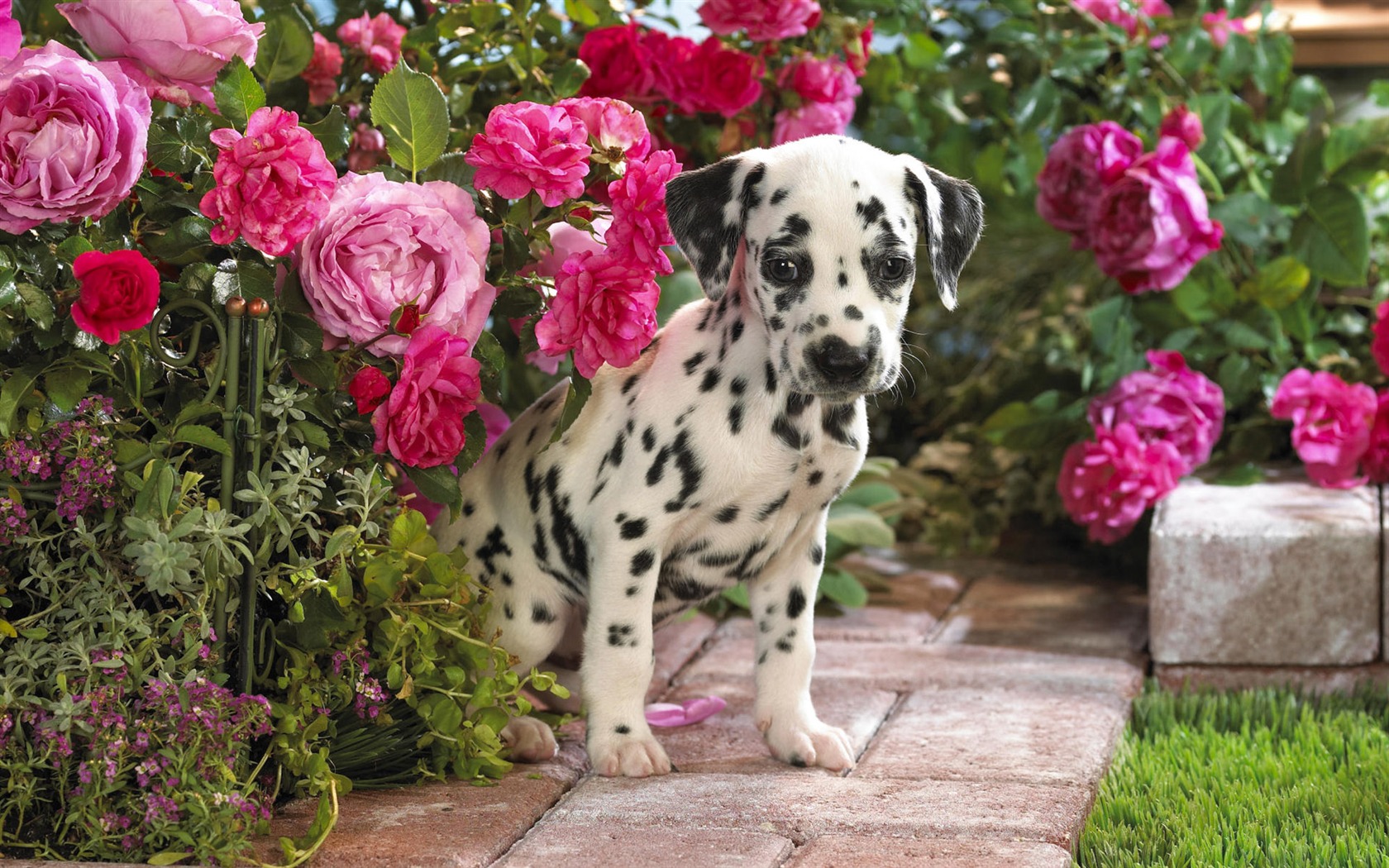 의 HD 벽지 귀여운 강아지 #7 - 1680x1050