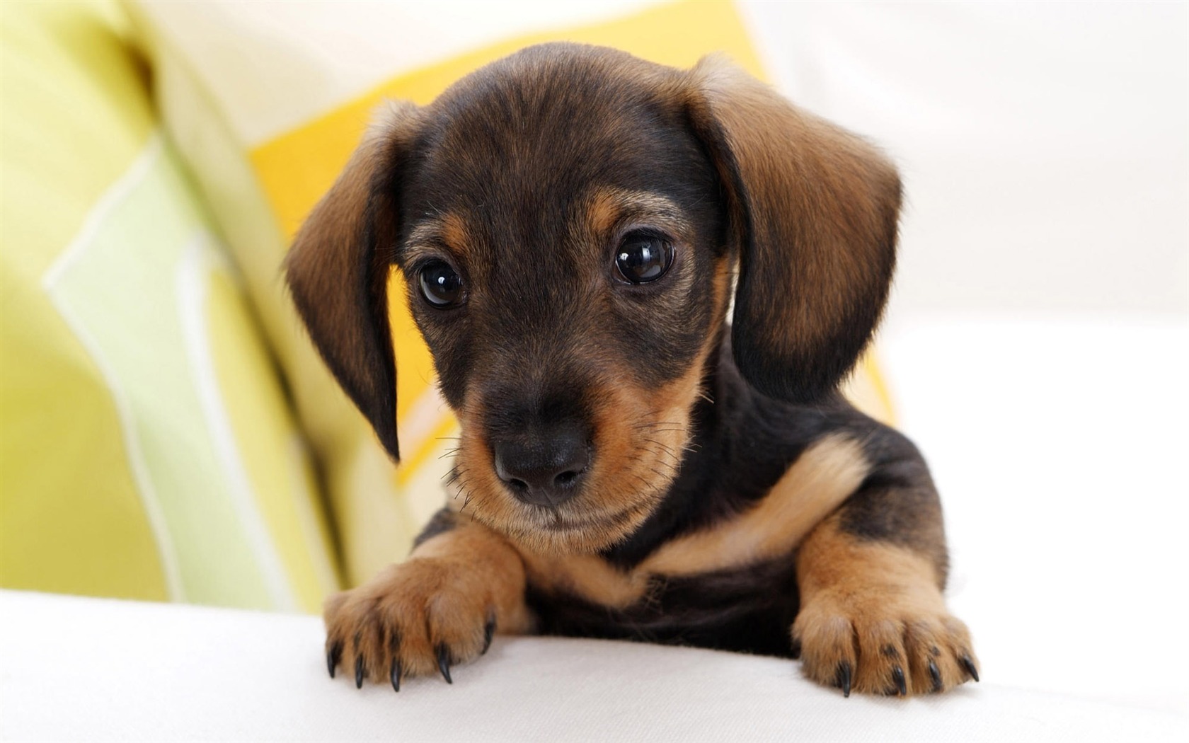 HD wallpaper cute dog #16 - 1680x1050