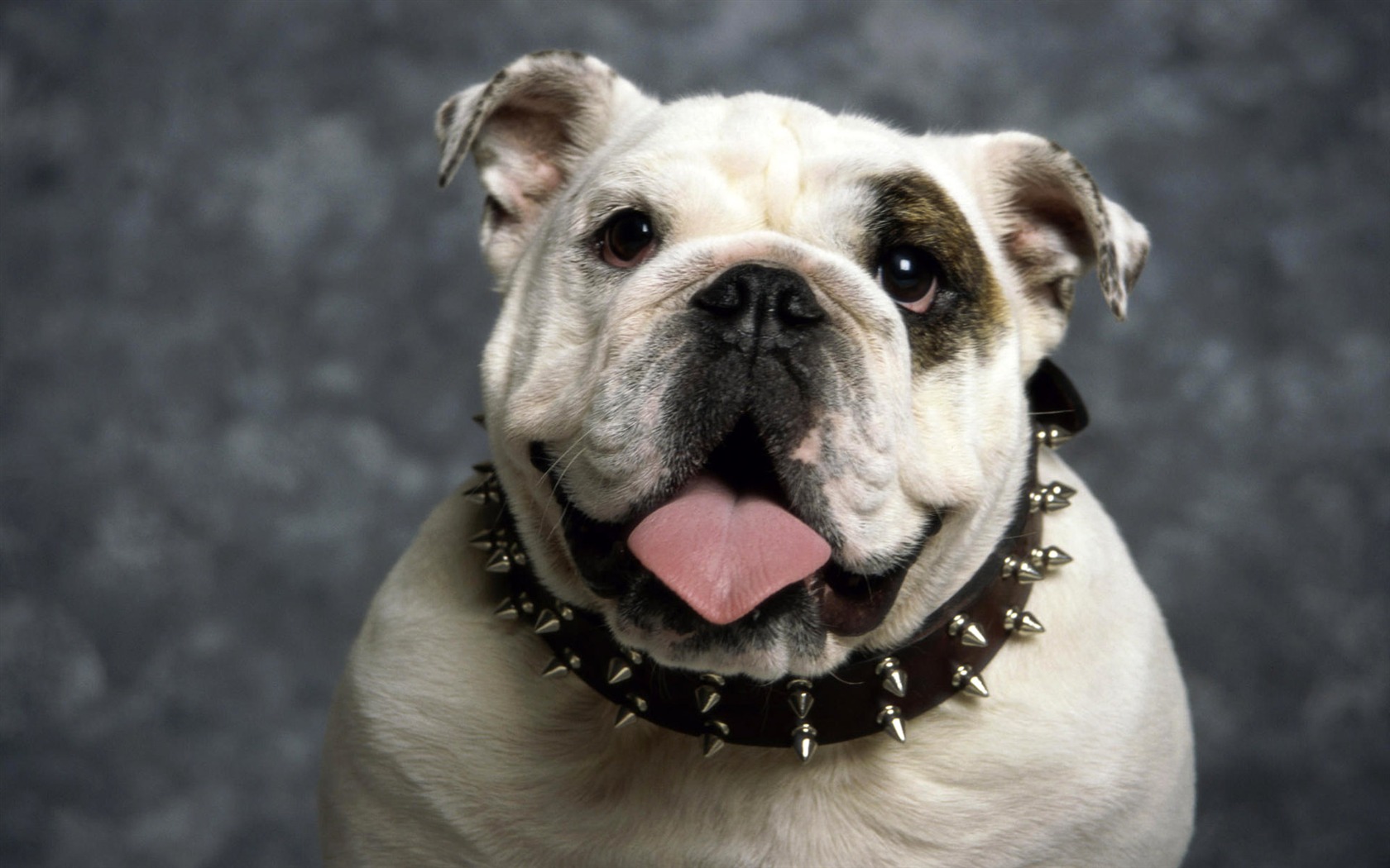 HD wallpaper cute dog #19 - 1680x1050