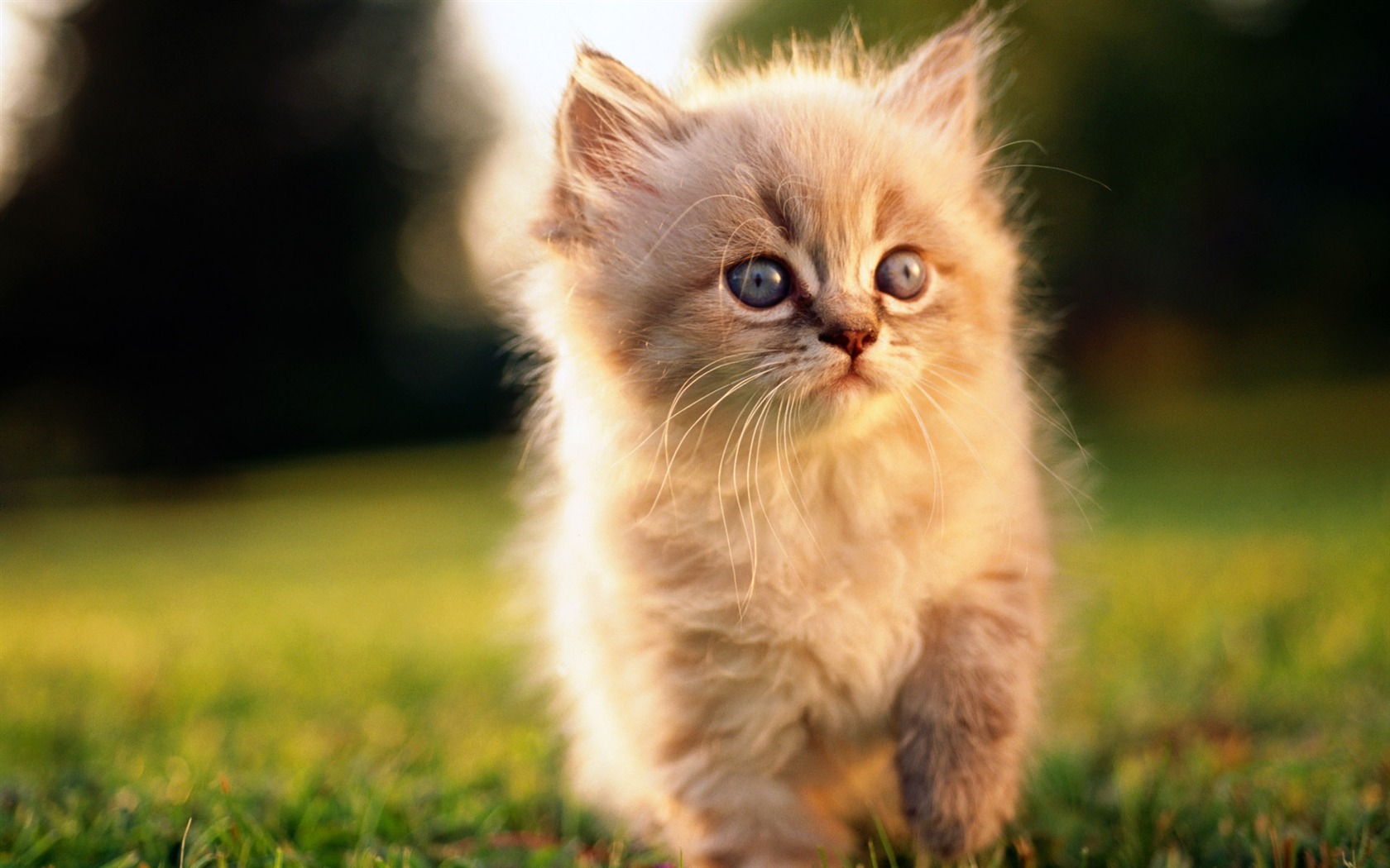 HD wallpaper cute cat photo #4 - 1680x1050