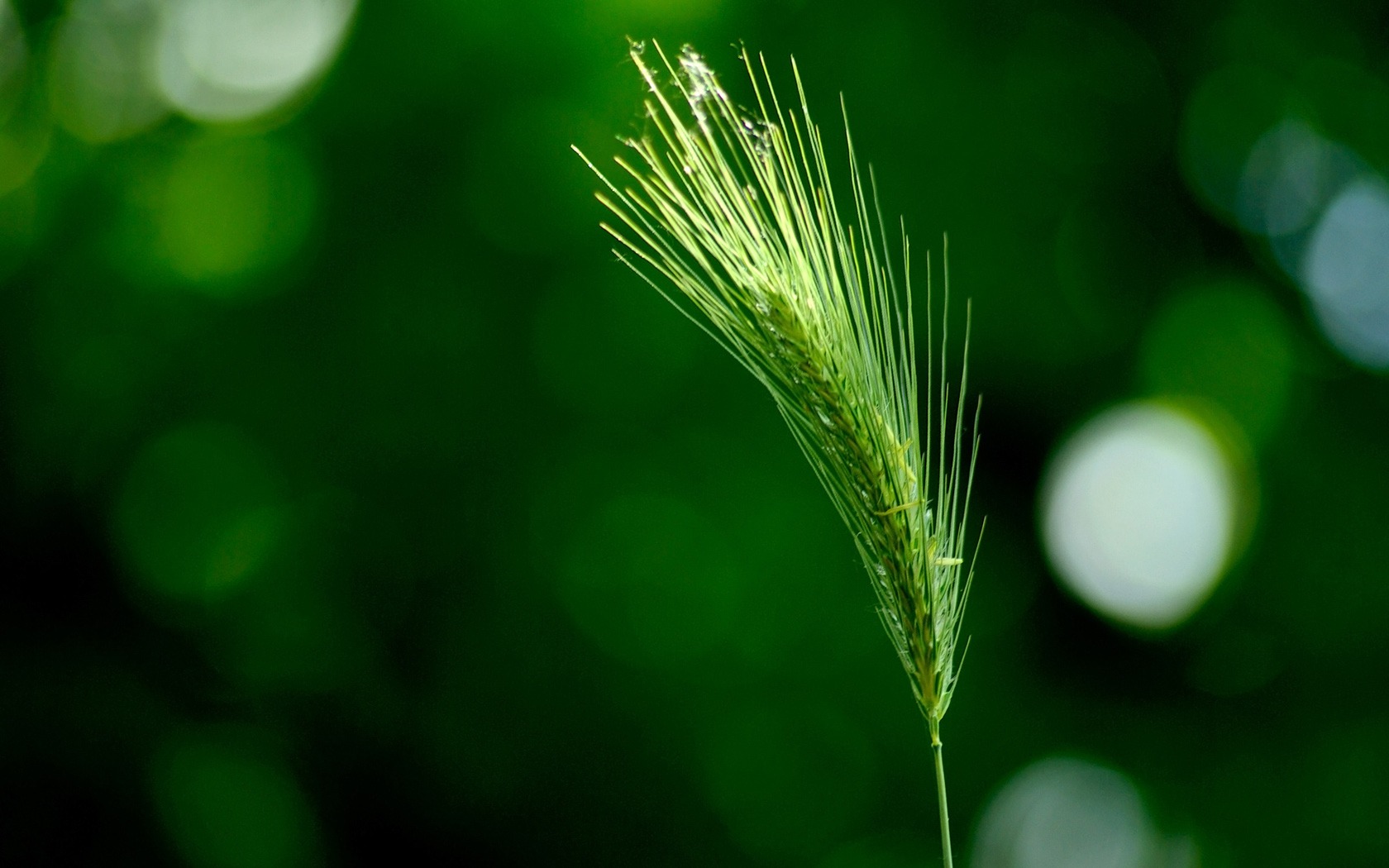 Widescreen Wallpaper Collection #5 - 1680x1050