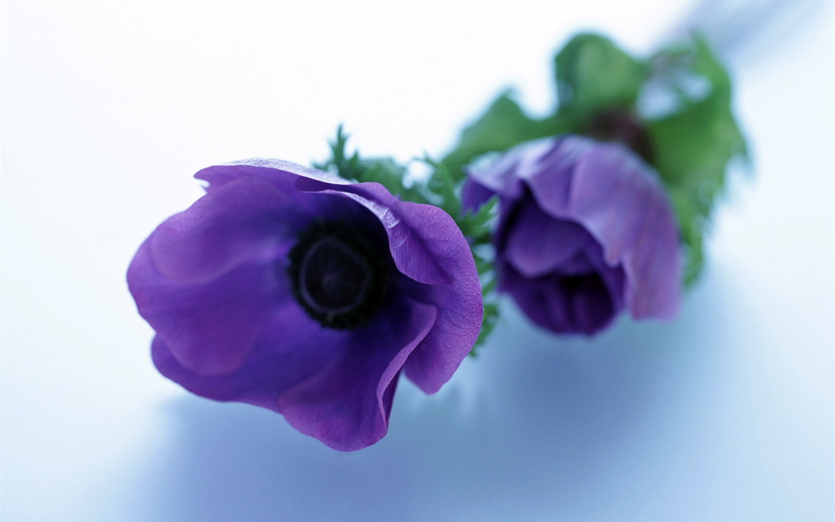 室中花精美壁紙 #4 - 1680x1050