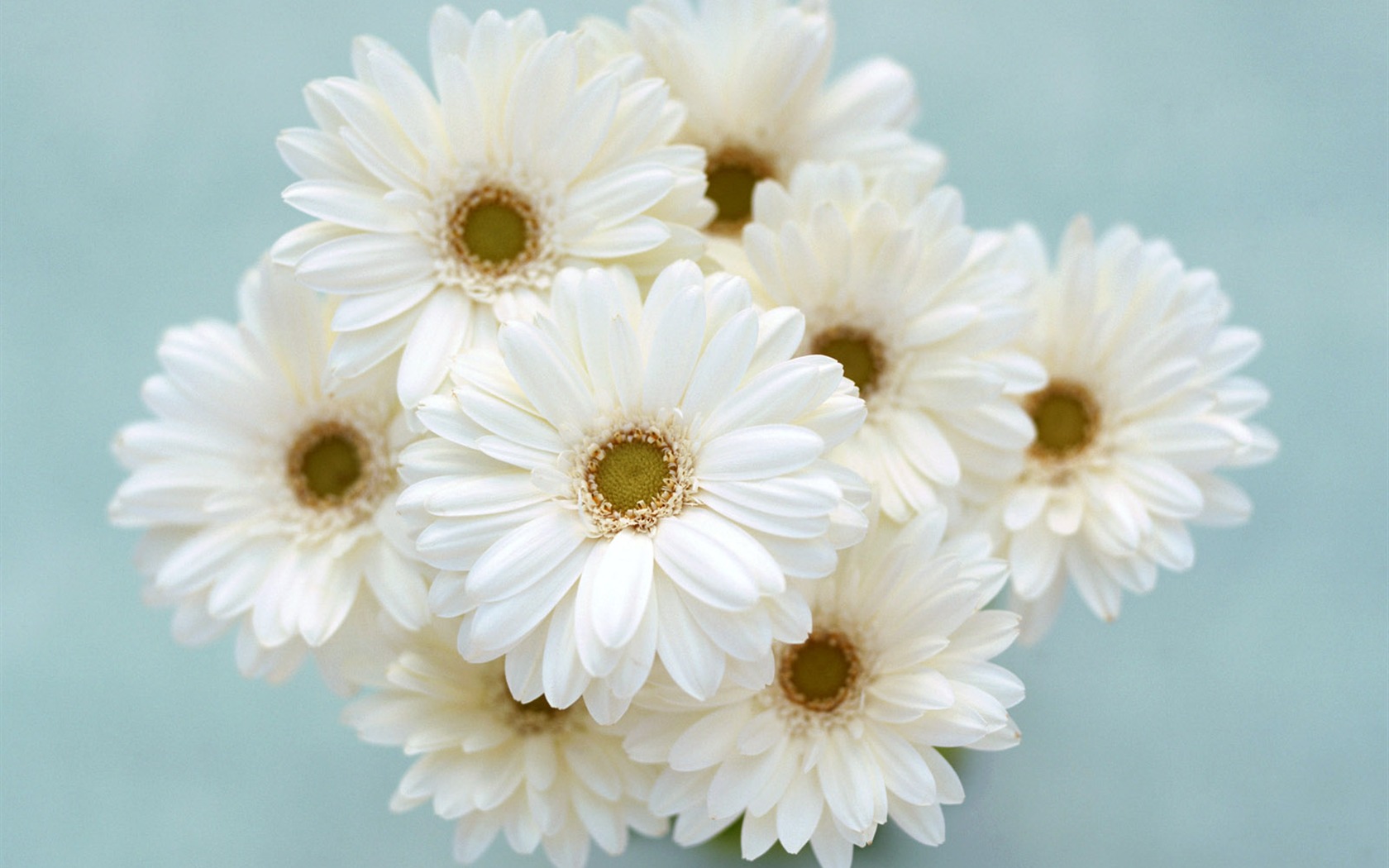 Room, exquisite flower wallpaper #6 - 1680x1050