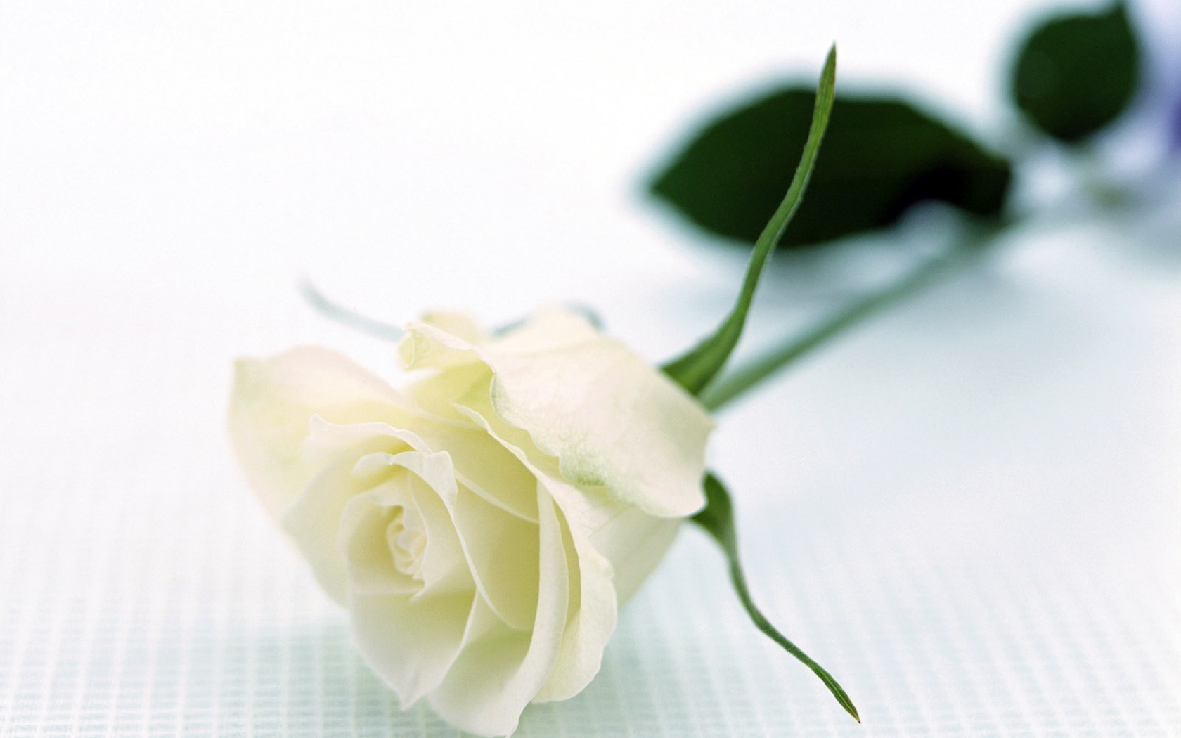 Room, exquisite flower wallpaper #9 - 1680x1050