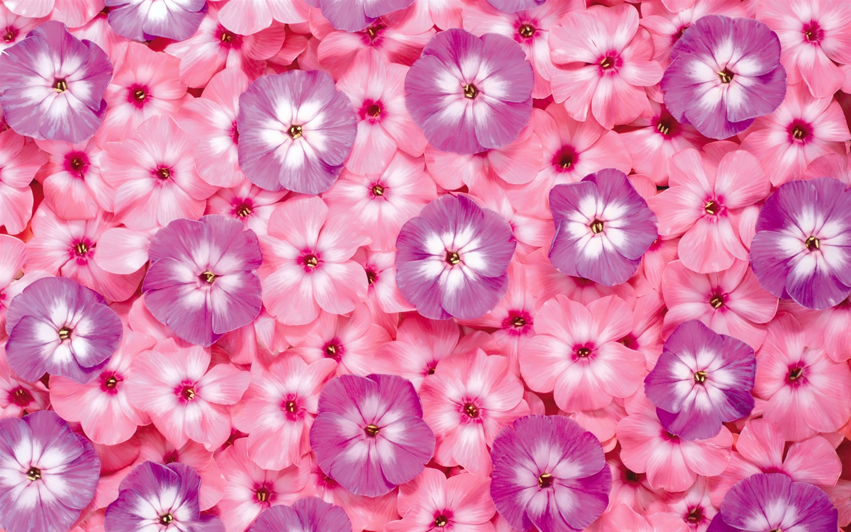 아름다운 꽃으로 배경 화면을 둘러싸 #5 - 1680x1050