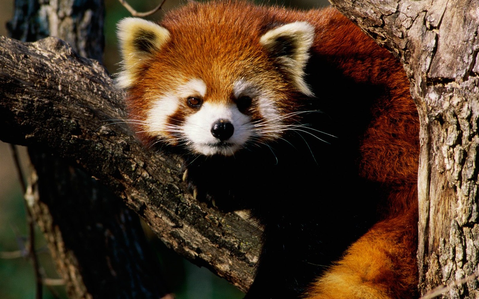 Wonderful Animal World Wallpapers #22 - 1680x1050