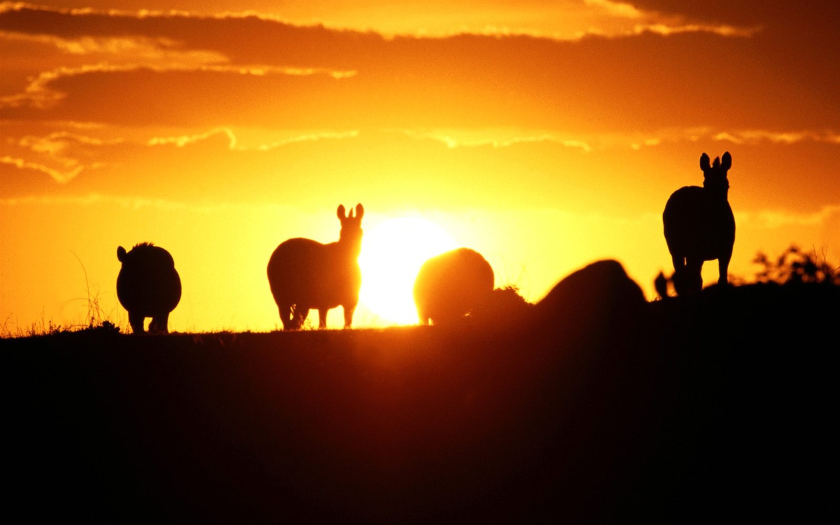 Magnifique écran mondiale des animaux #30 - 1680x1050