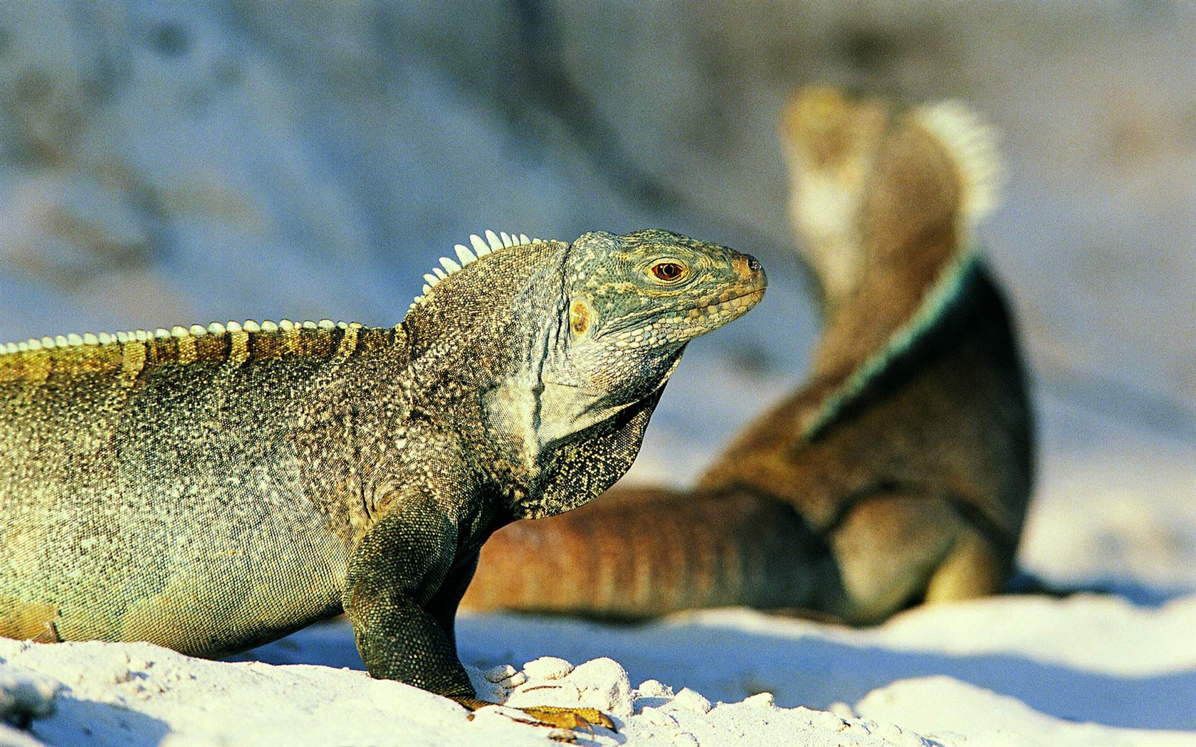 HD lizard wallpaper albums #2 - 1680x1050