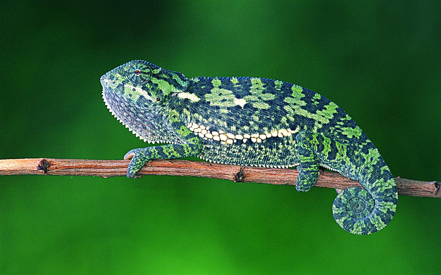 HD lizard wallpaper albums #5 - 1680x1050