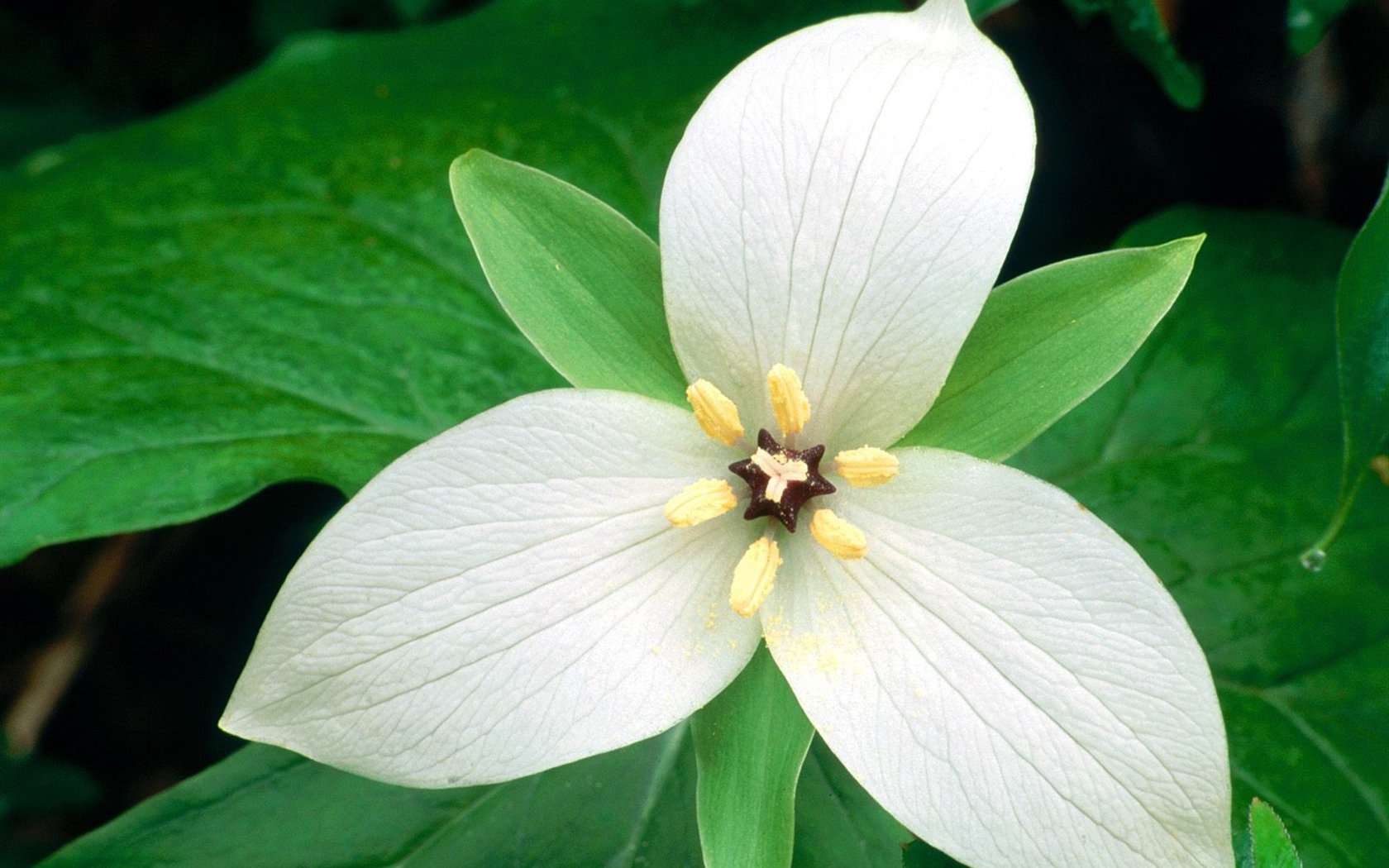 Flowers close-up (5) #1 - 1680x1050