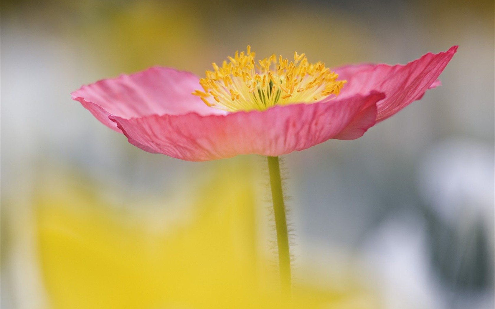 Flowers close-up (5) #2 - 1680x1050